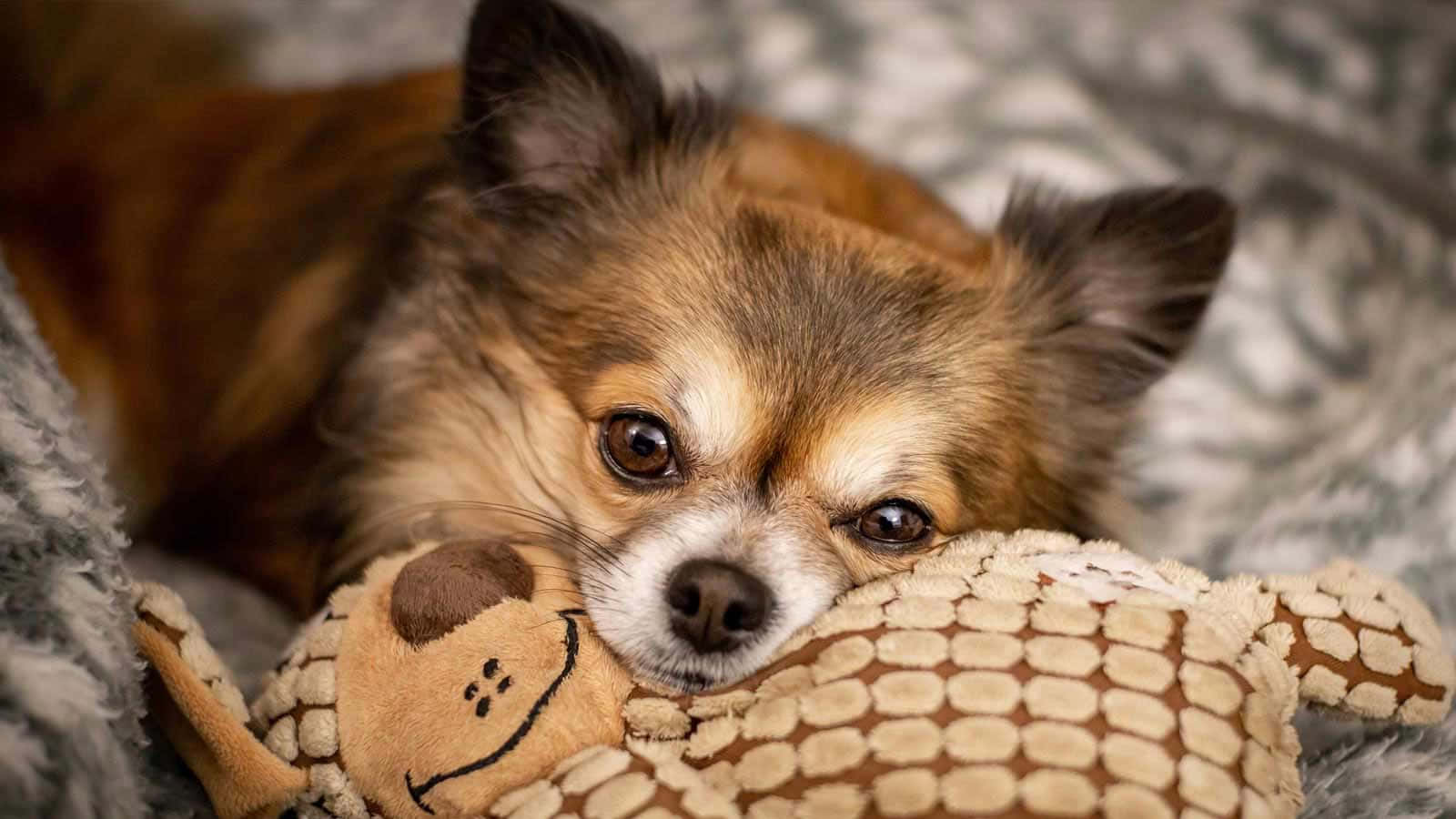 brown chihuahua, plush toy, soft gray blanket, HD Desktop Wallpaper