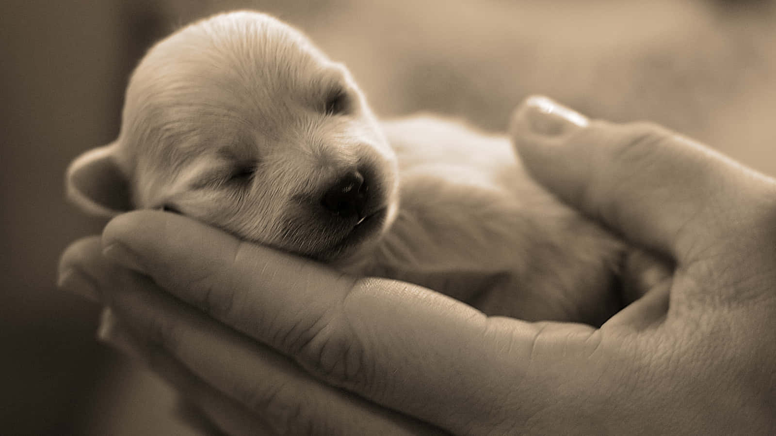 Dog Daycare, tiny sleeping puppy, cupped human hands, HD Desktop Wallpaper