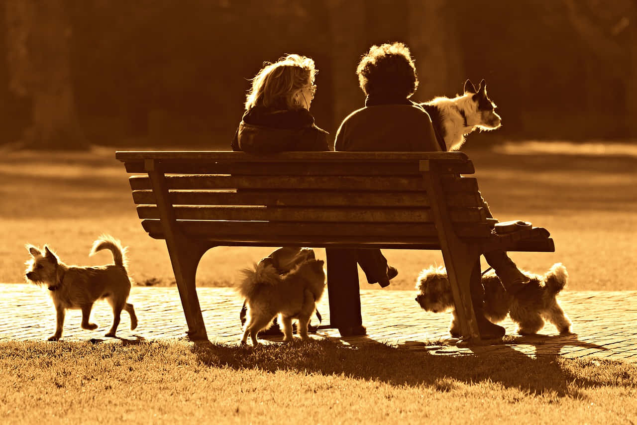 golden hour, park bench, four dogs, HD Desktop Wallpaper