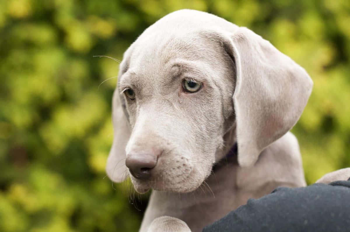 gray Weimaraner puppy, soulful eyes, soft green blurred background, SD Desktop Wallpaper