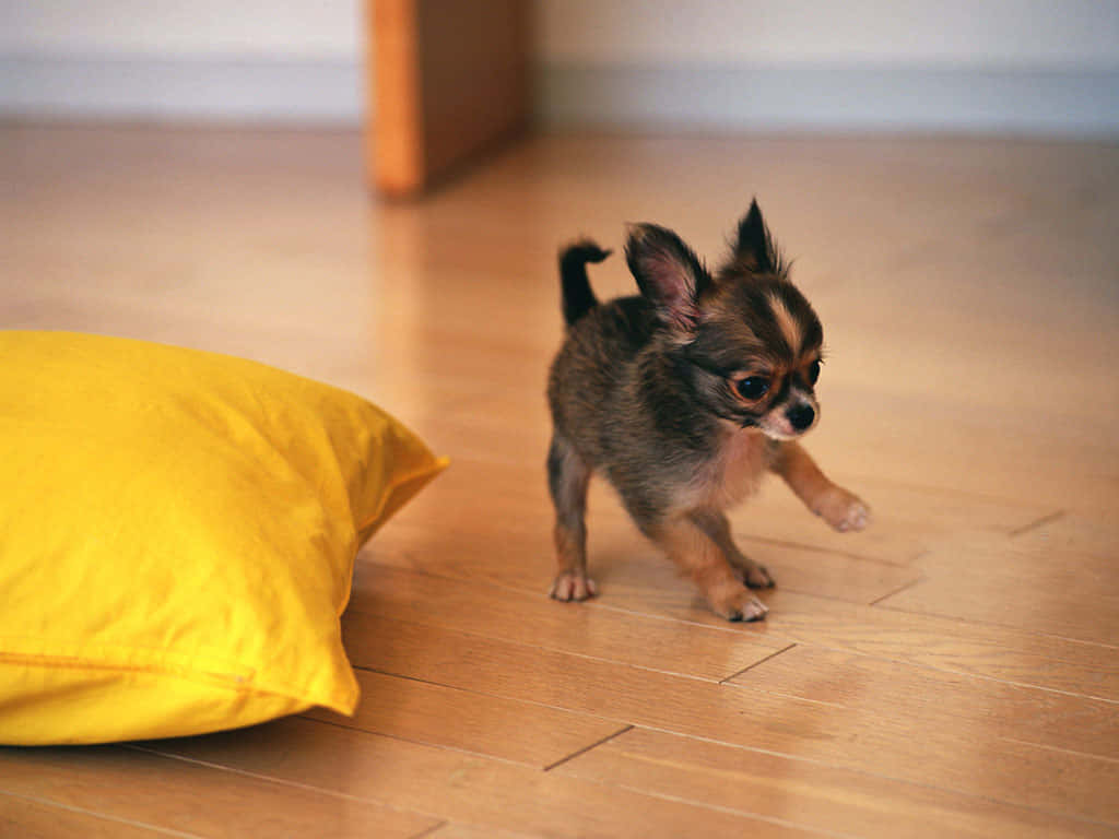 chihuahua puppy, big ears, warm wooden floor, SD Desktop Wallpaper
