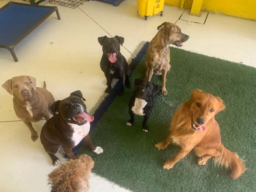 Daycare, green mat, bright indoor kennel, SD Desktop Wallpaper