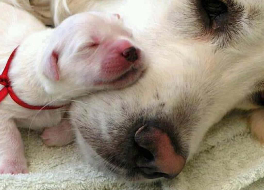 tiny white puppy, red collar, mother's snout, SD Desktop Wallpaper