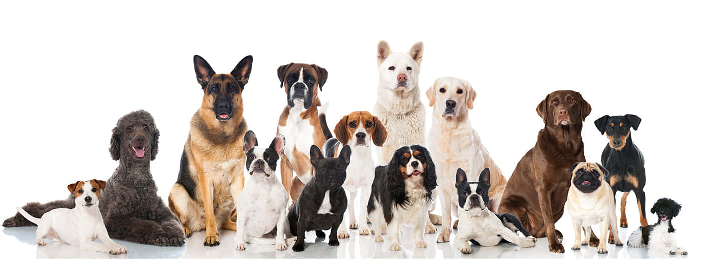 Dog Daycare, purebred dogs, various sizes and breeds, HD Desktop Wallpaper