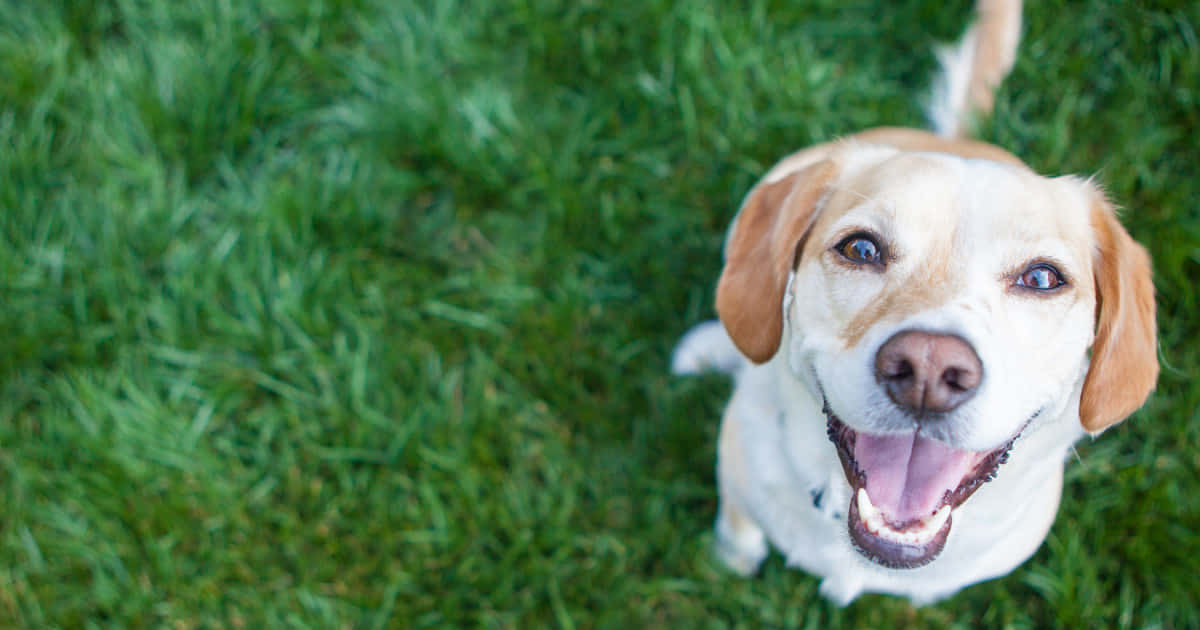 golden retriever puppy, vibrant green grass, happy grin, SD Desktop Wallpaper