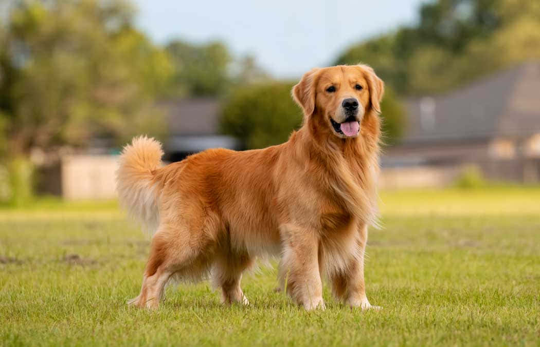 golden retriever, sunlit grassy field, trees, SD Desktop Wallpaper