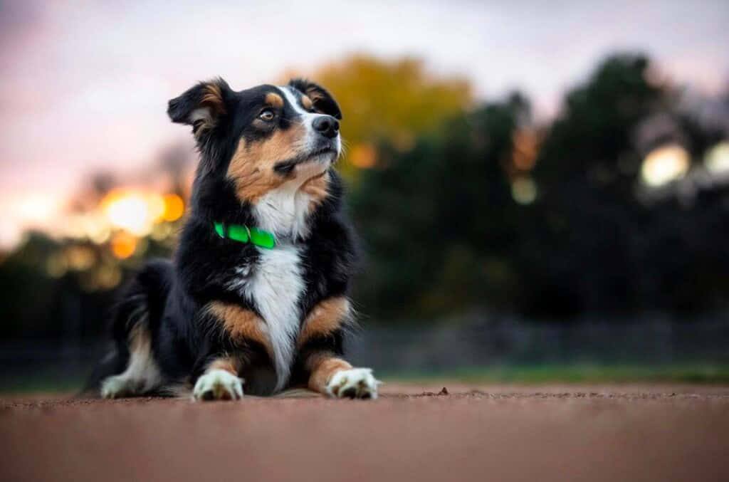 tricolor Australian Shepherd, bright green collar, dirt, SD Desktop Wallpaper