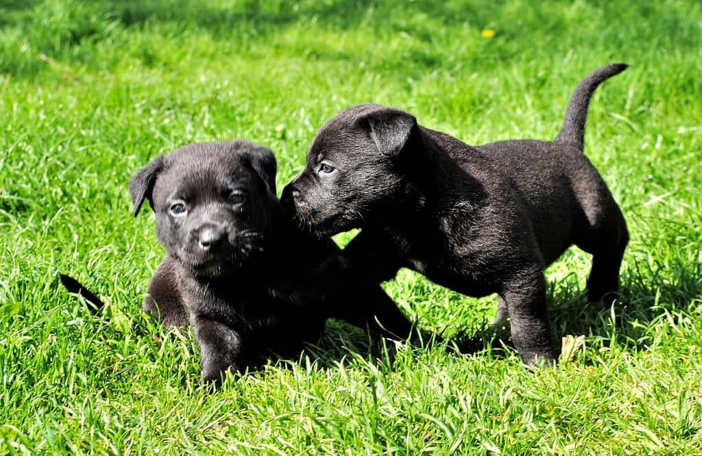 Daycare, black puppies, vibrant green grass, SD Desktop Wallpaper