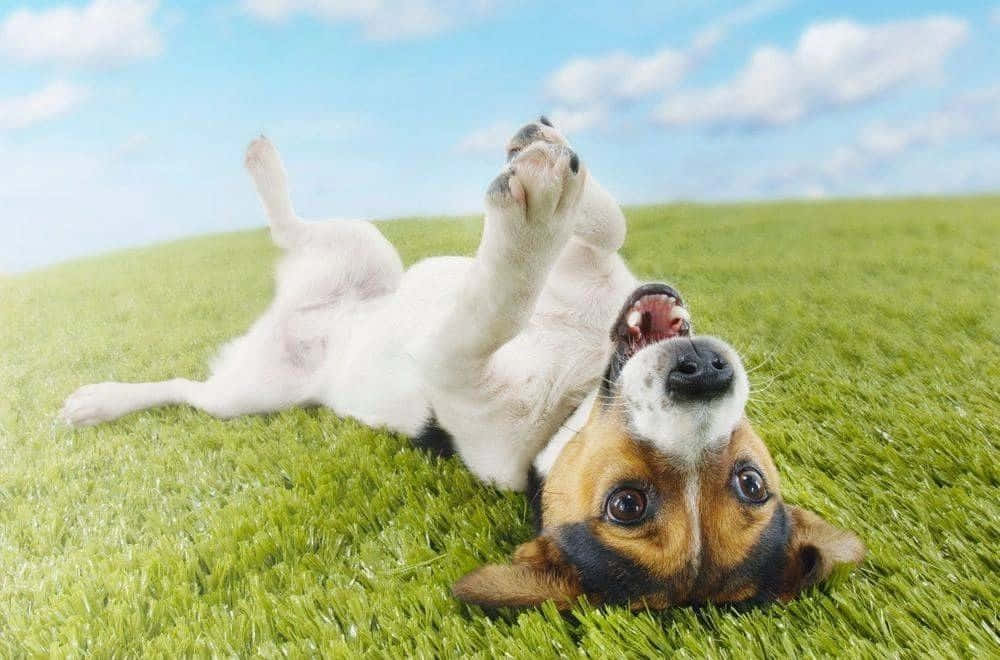 beagle puppy, vibrant green grass, bright blue sky, SD Desktop Wallpaper