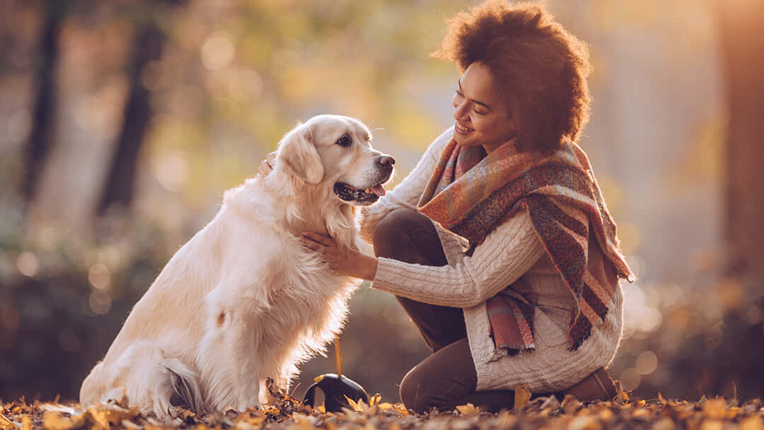 golden retriever, golden autumn leaves, sunlit forest, SD Desktop Wallpaper