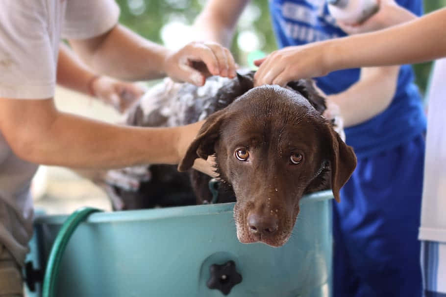 chocolate labrador puppy, wet fur, blue plastic tub, SD Desktop Wallpaper