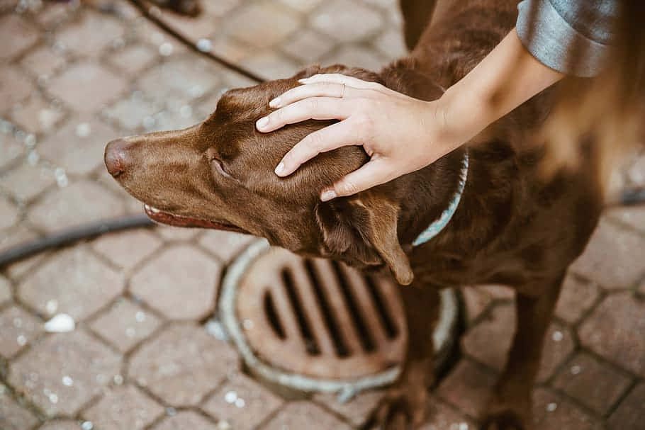 Dog Daycare, brown dog, cobblestone street, SD Desktop Wallpaper