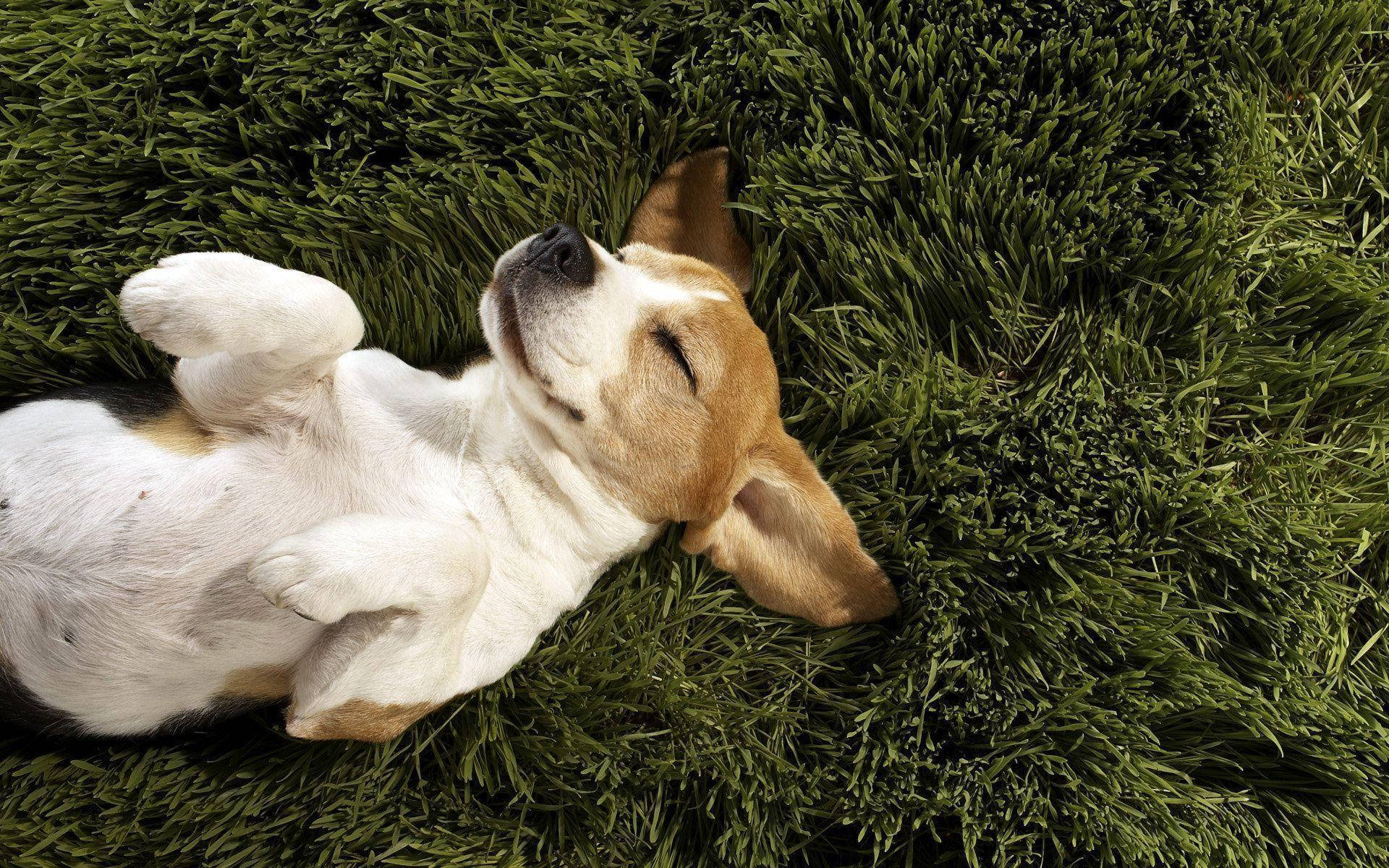 beagleon, green grass, puppy, Full HD Desktop Wallpaper