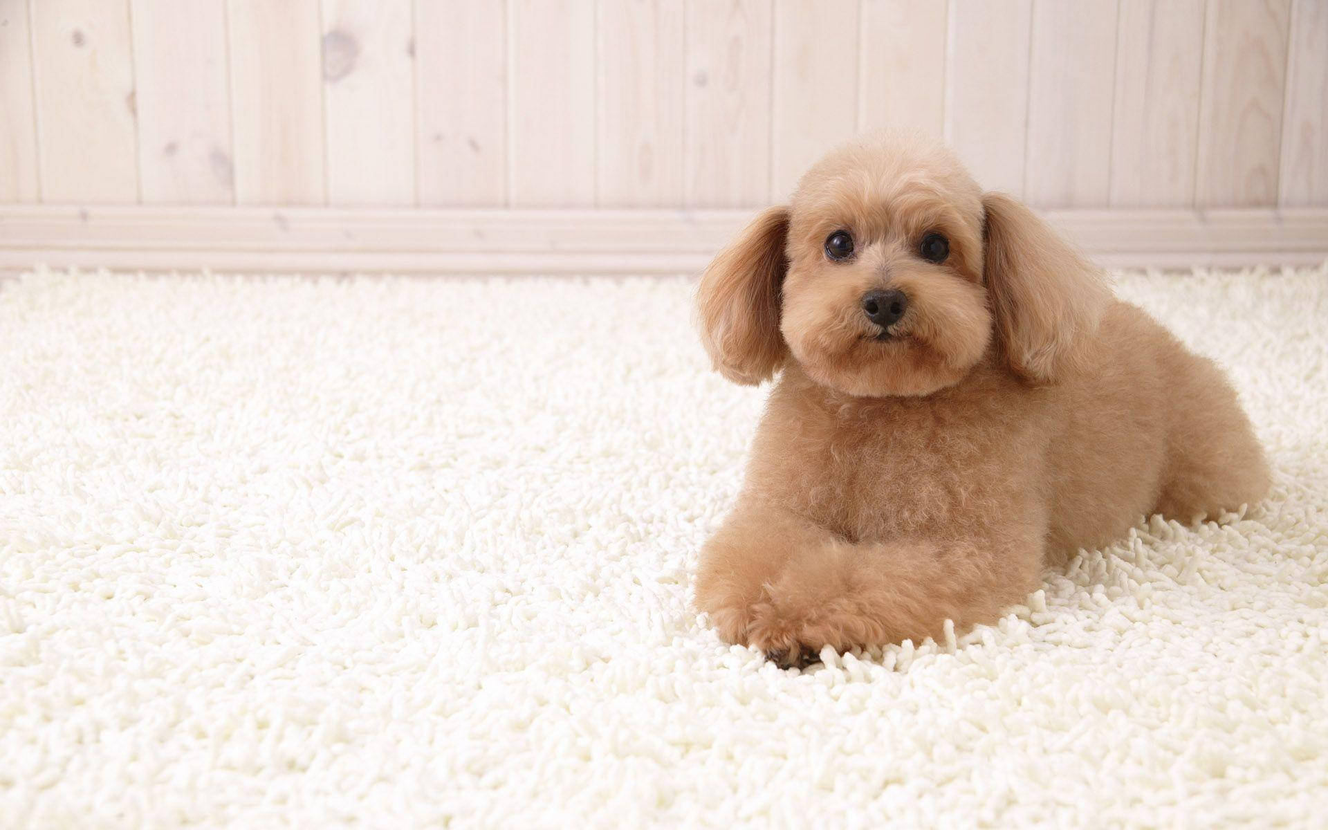 tan puppy, white rug, fluffy light brown poodle, Full HD Desktop Wallpaper