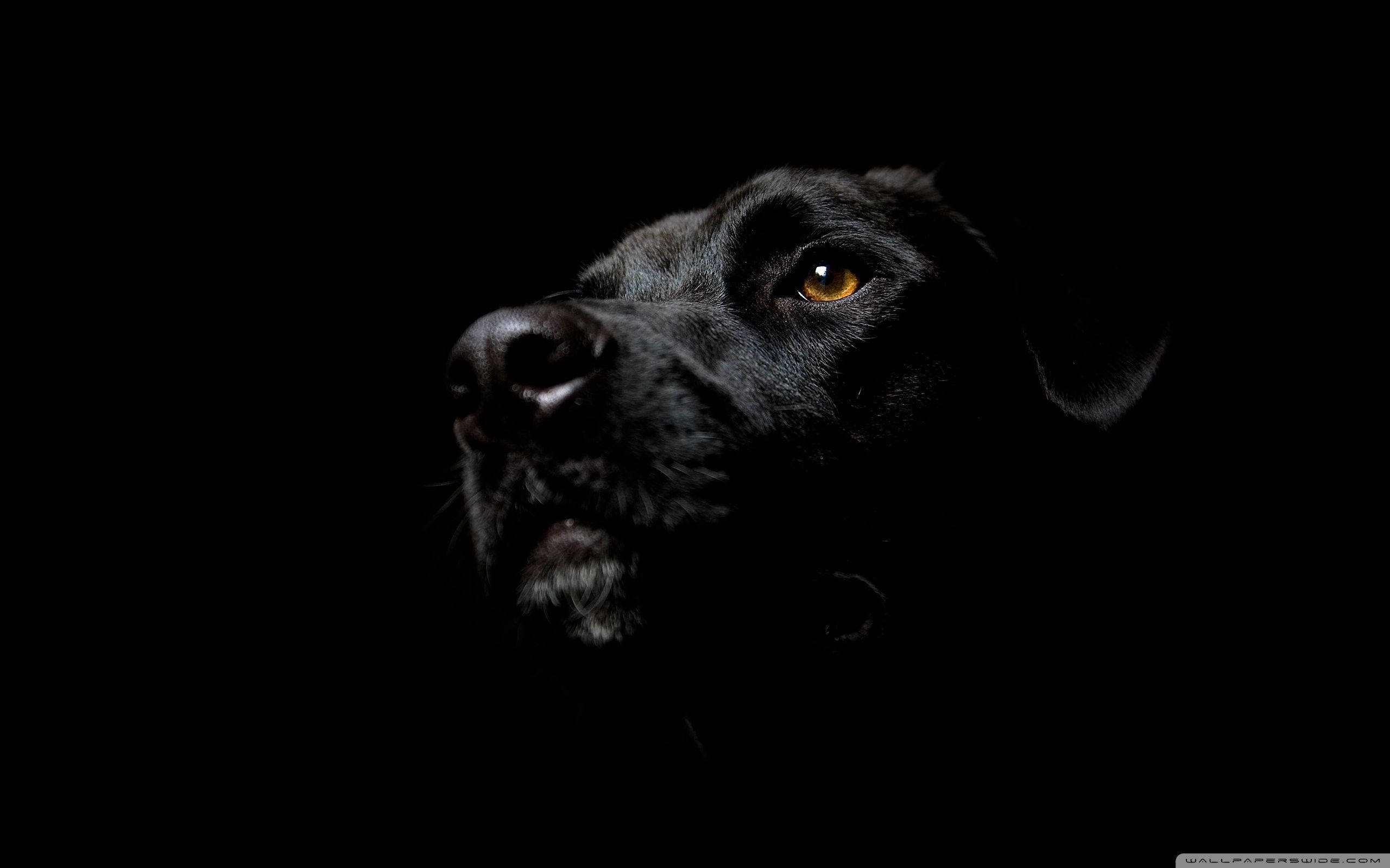 mystic black dog portrait, black labrador, glowing amber eye, 2K Desktop Wallpaper