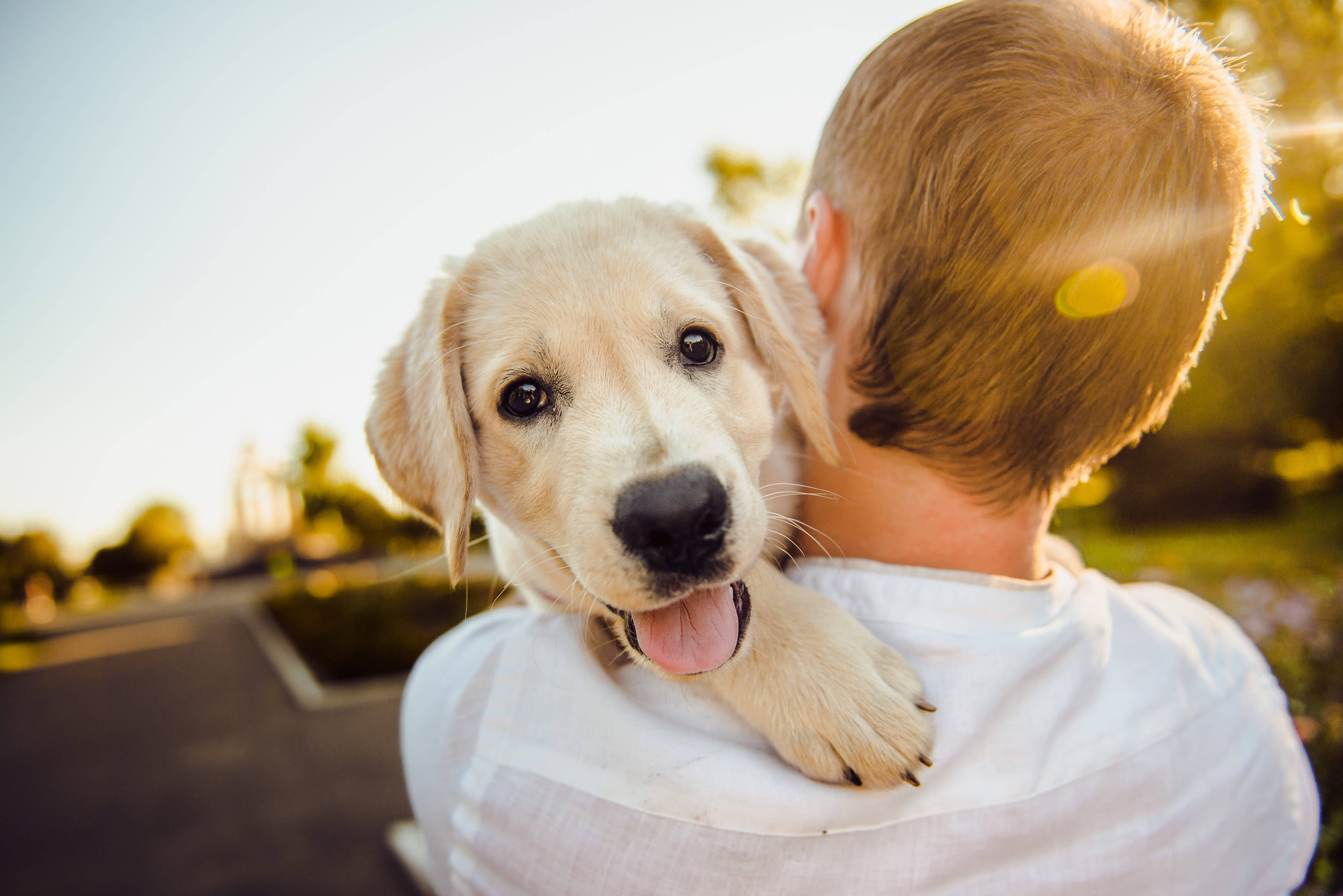 golden retriever puppy, tongue out, white shirt, 4K Desktop Wallpaper