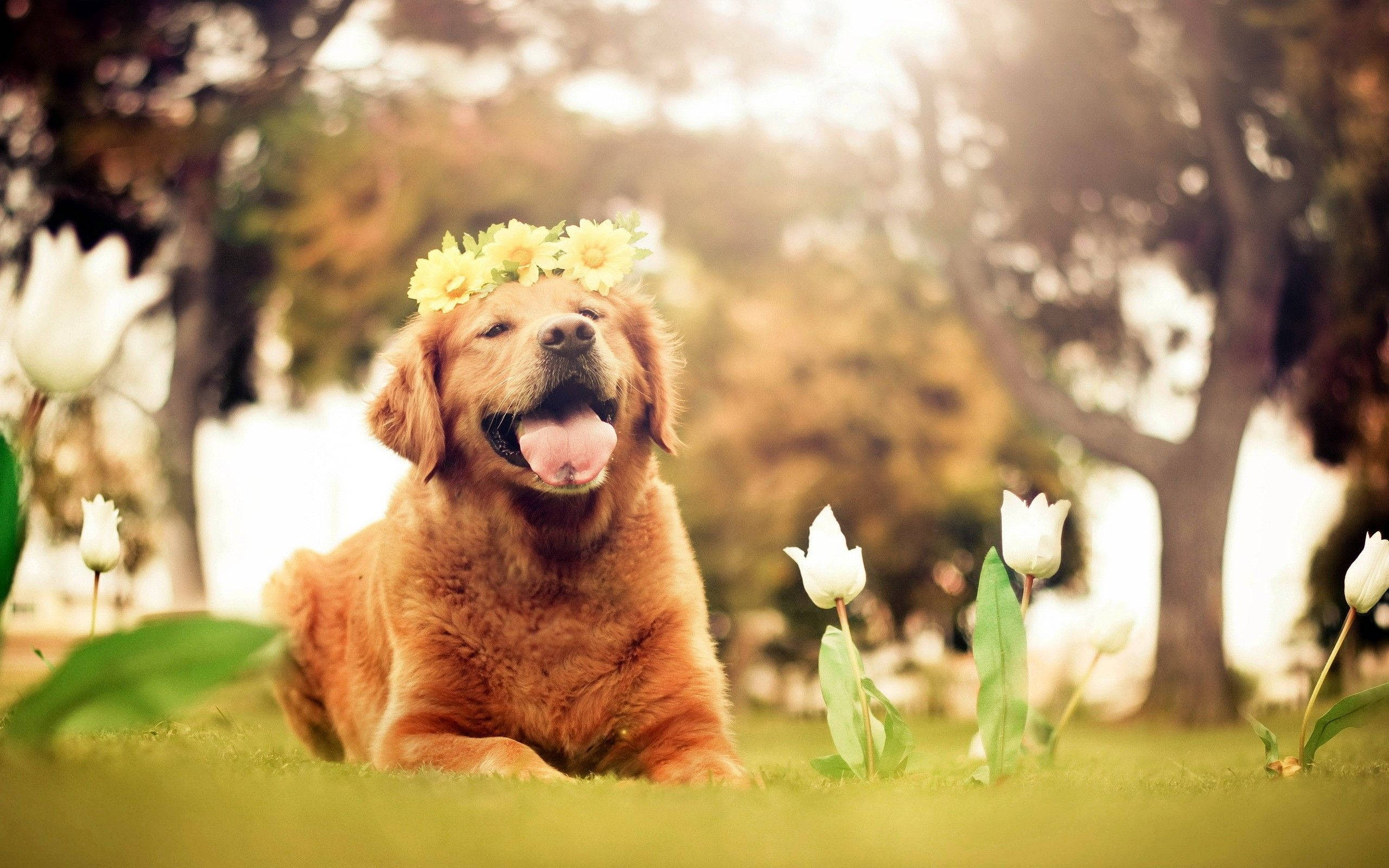 golden retriever, yellow flower crown, sunlit garden, 2K Desktop Wallpaper
