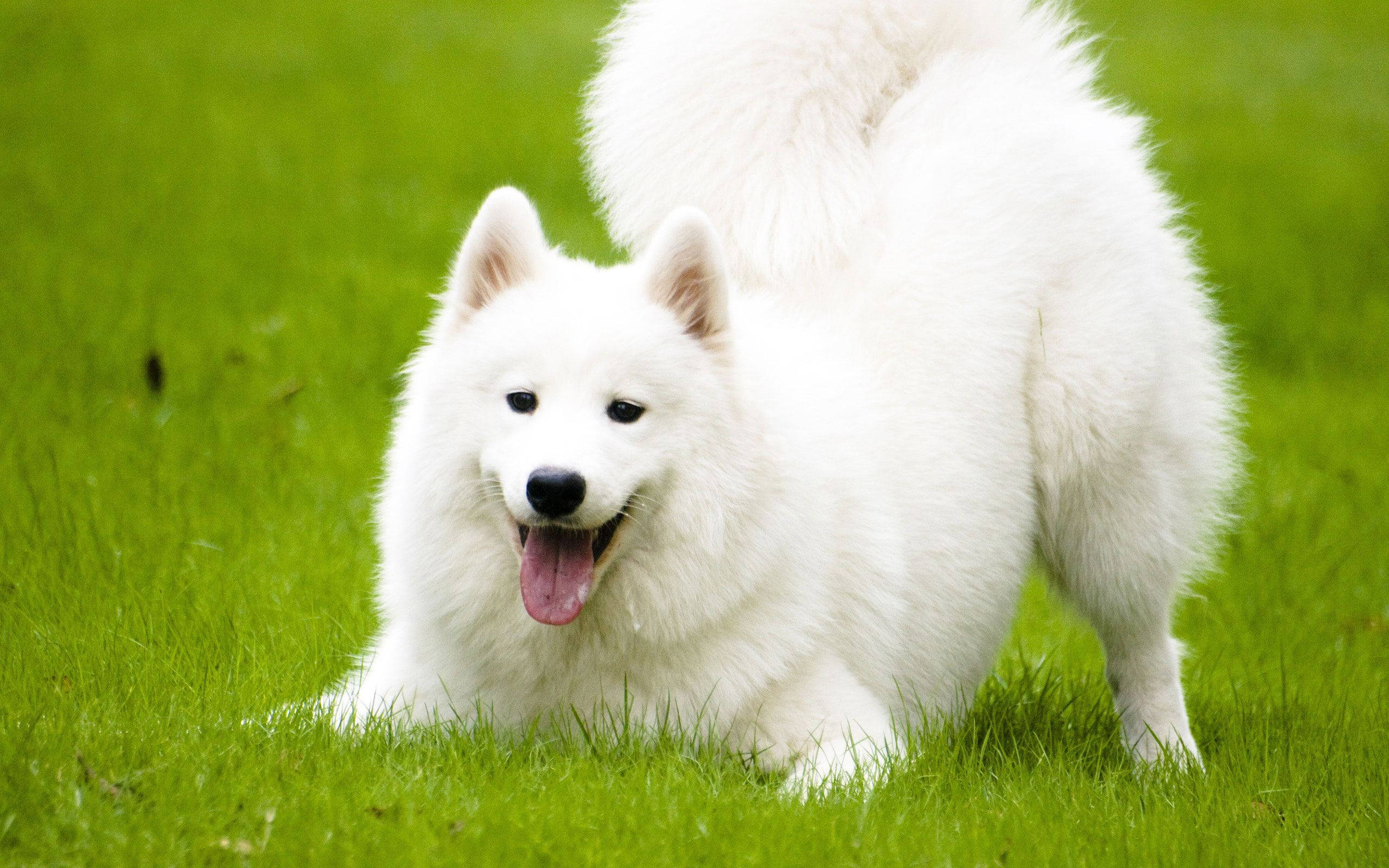 fluffy white Samoyed, joyful expression, vibrant green grass, 2K Desktop Wallpaper