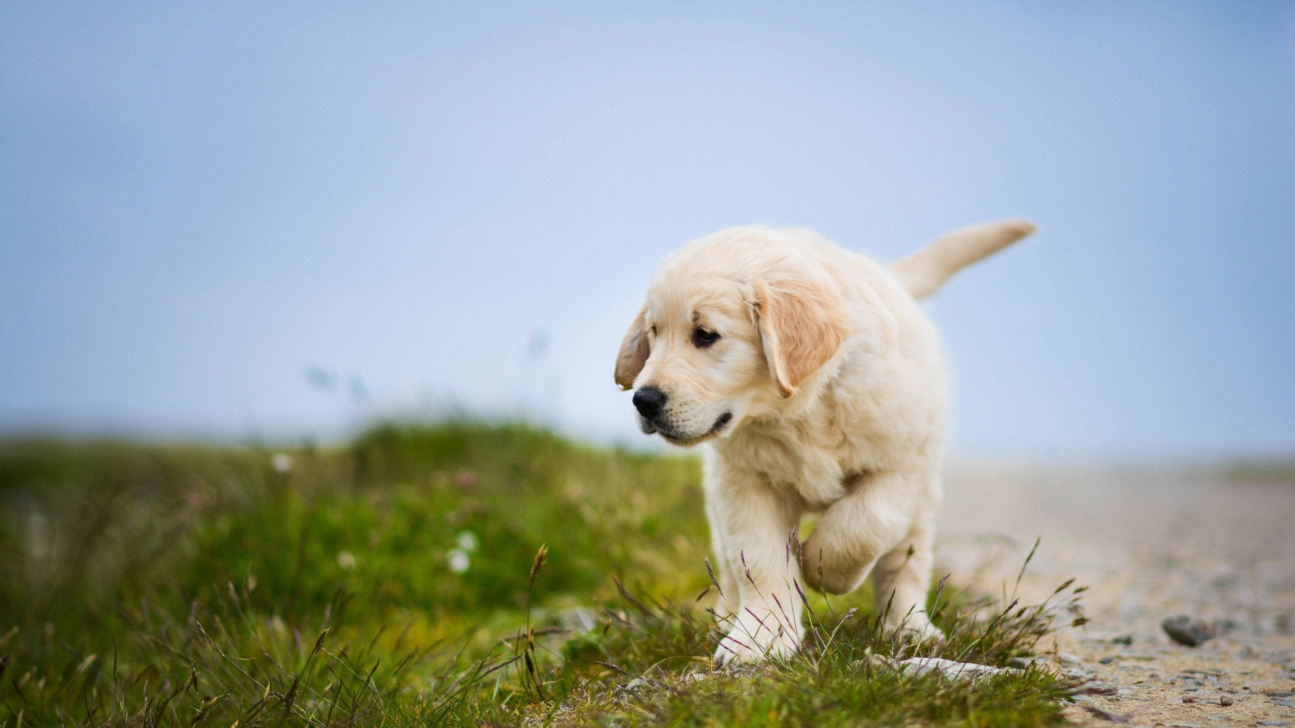 golden retriever puppy, sunlit grassy field, clear blue sky, 2K Desktop Wallpaper