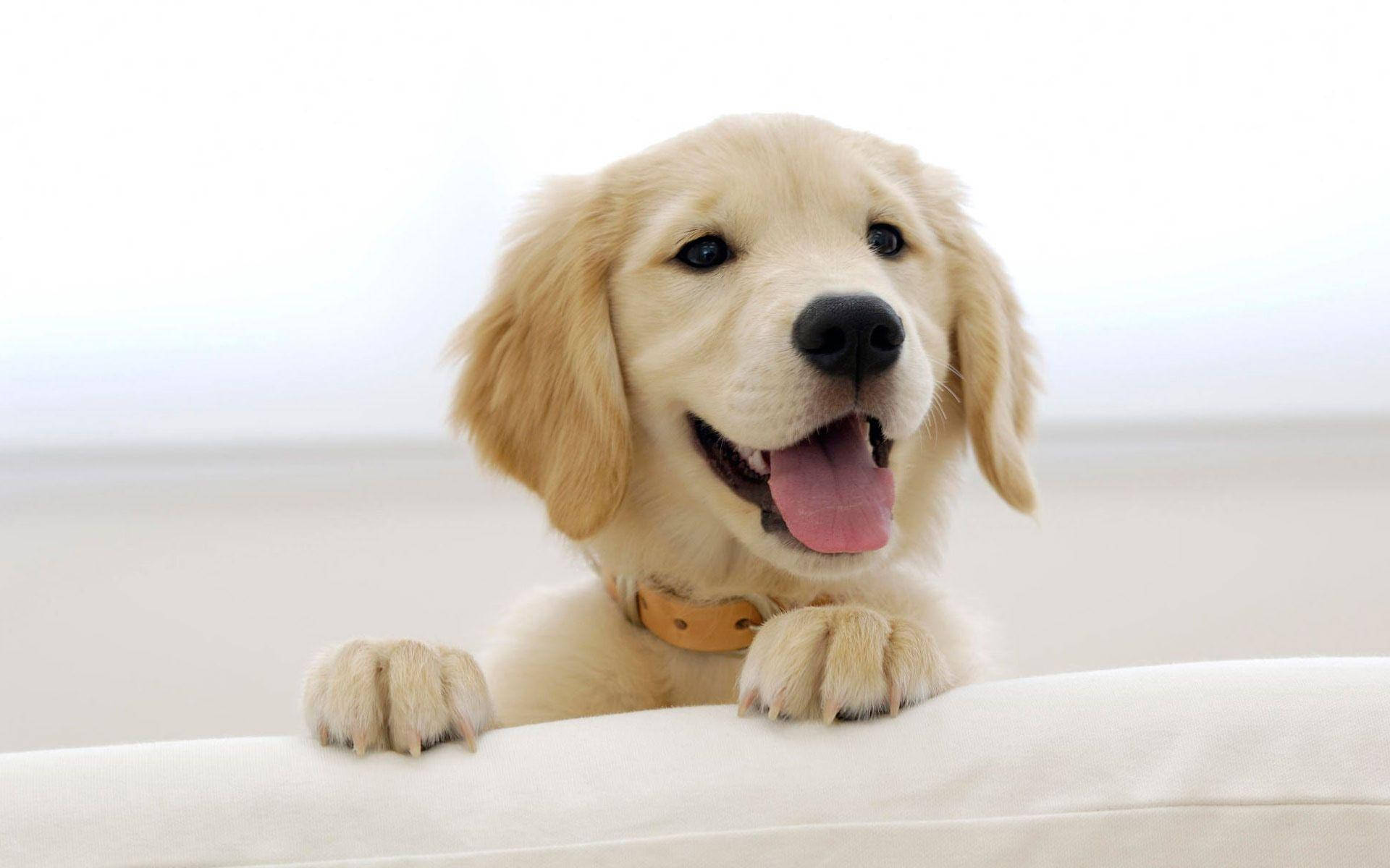 golden retriever puppy, floppy ears, pink tongue, Full HD Desktop Wallpaper