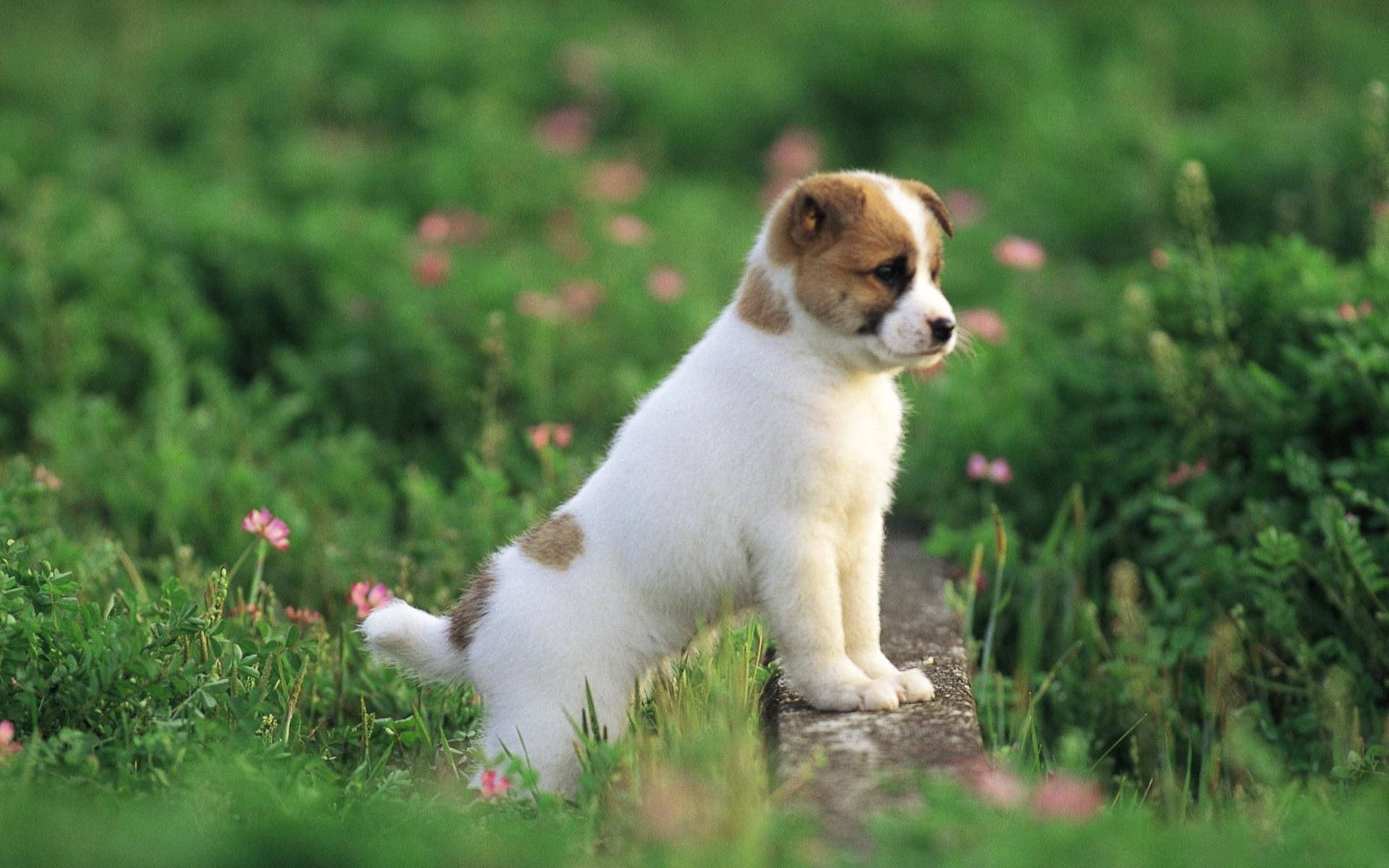 puppy, white and brown, stone path, Full HD Desktop Wallpaper