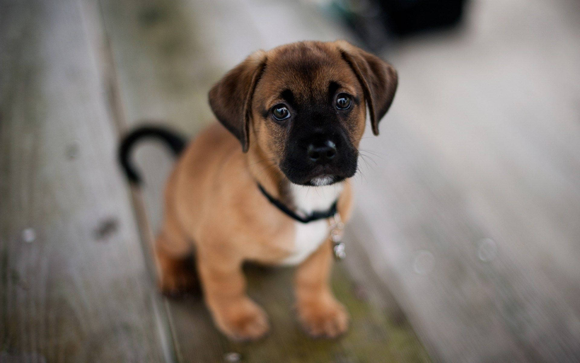 puppy eyes, wooden deck, brown puppy, Full HD Desktop Wallpaper
