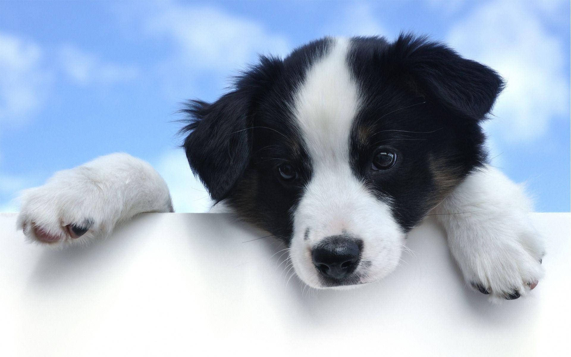 black and white border collie puppy, white ledge, blue sky background, Full HD Desktop Wallpaper