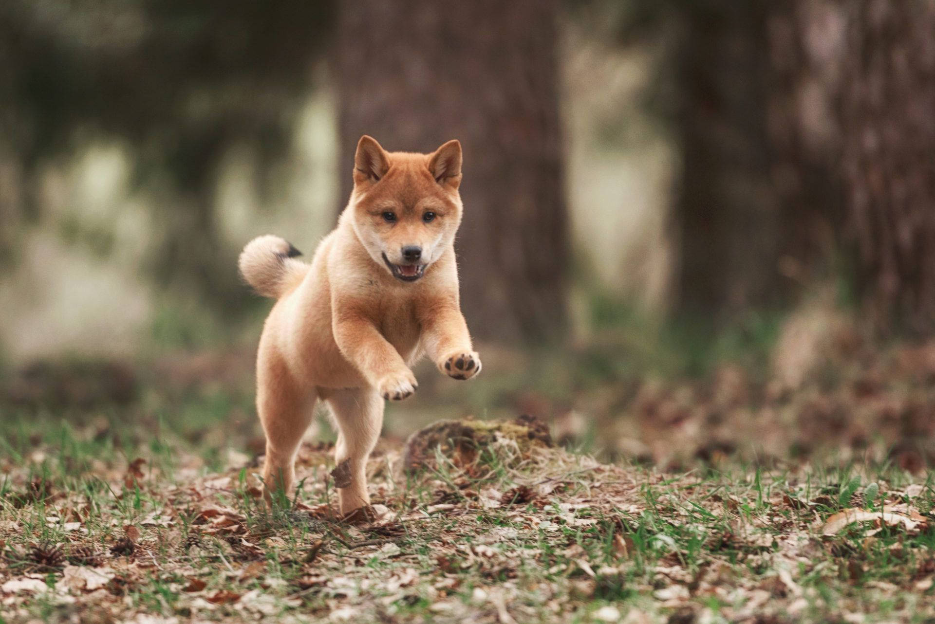 fluffy red Shiba Inu puppy, sunlit forest floor, fallen leaves, Full HD Desktop Wallpaper