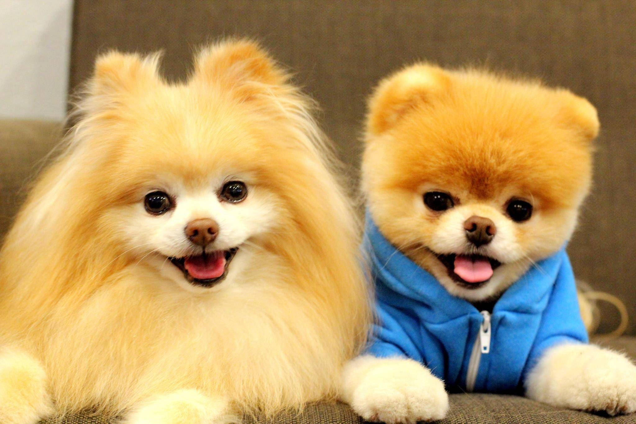 Pomeranian, blue hoodie, couch, Full HD Desktop Wallpaper