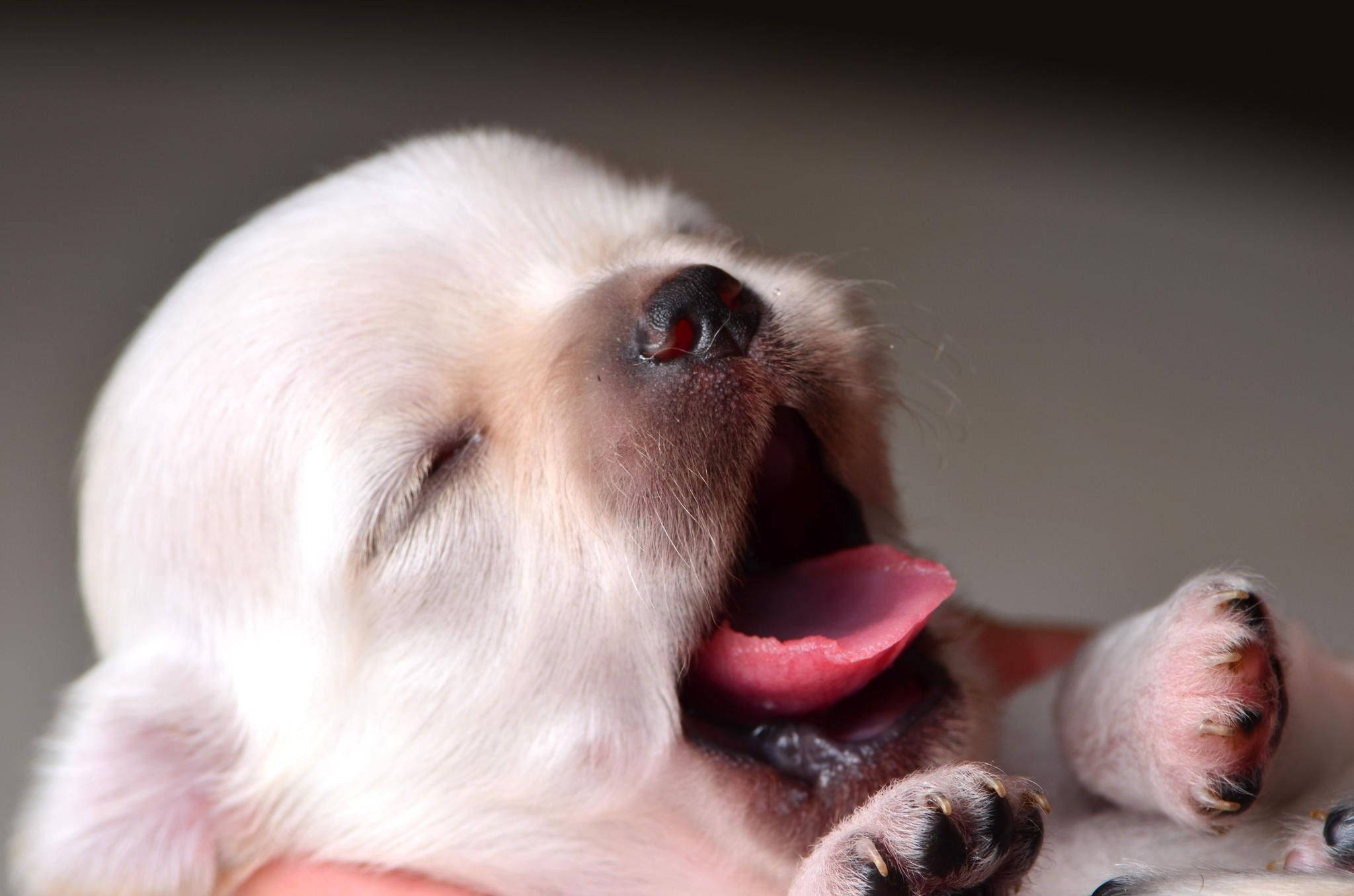 sleepy puppy yawn, fluffy white puppy, pink tongue, Full HD Desktop Wallpaper