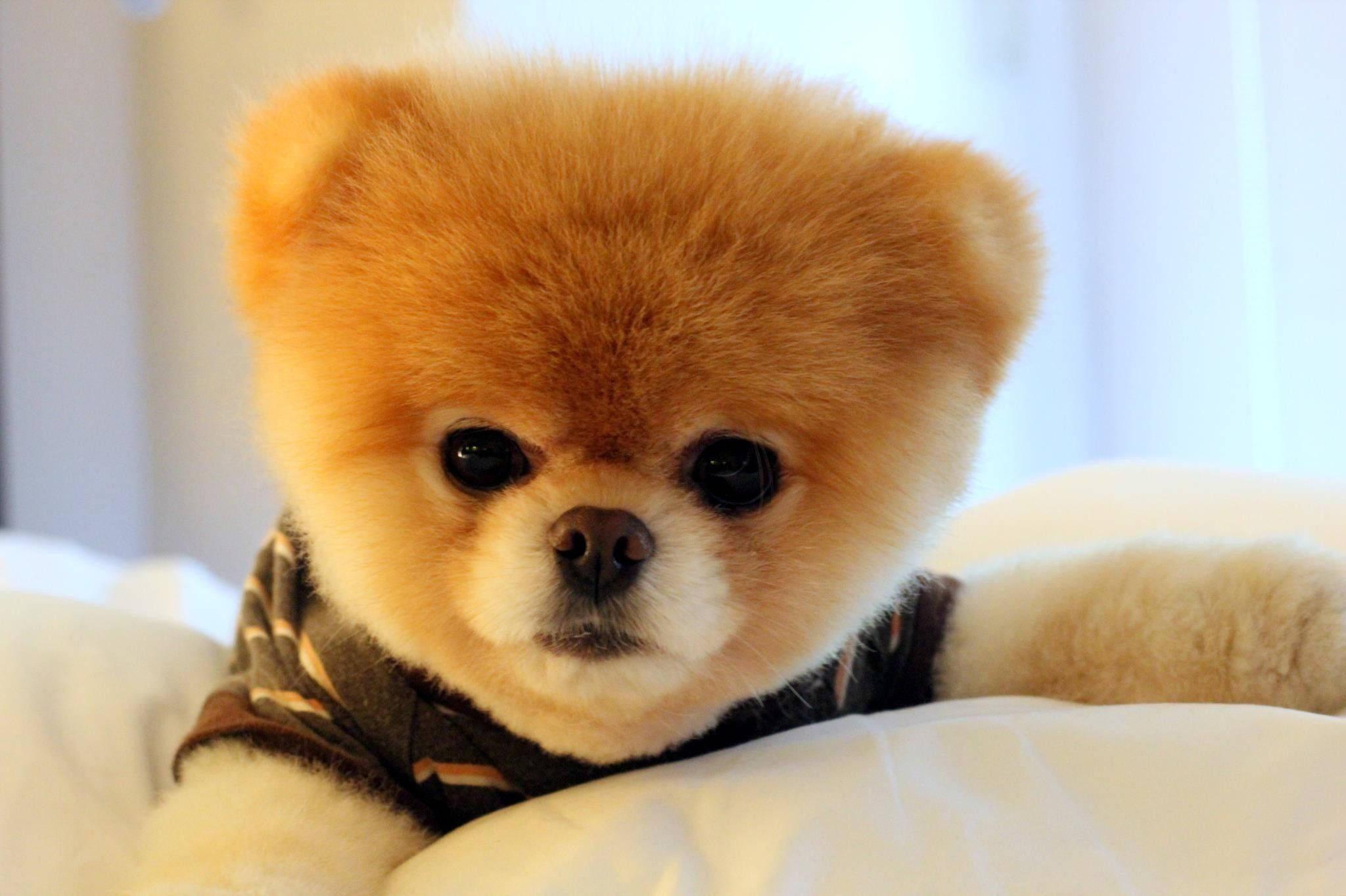 Pomeranian, fluffy orange, patterned shirt, Full HD Desktop Wallpaper
