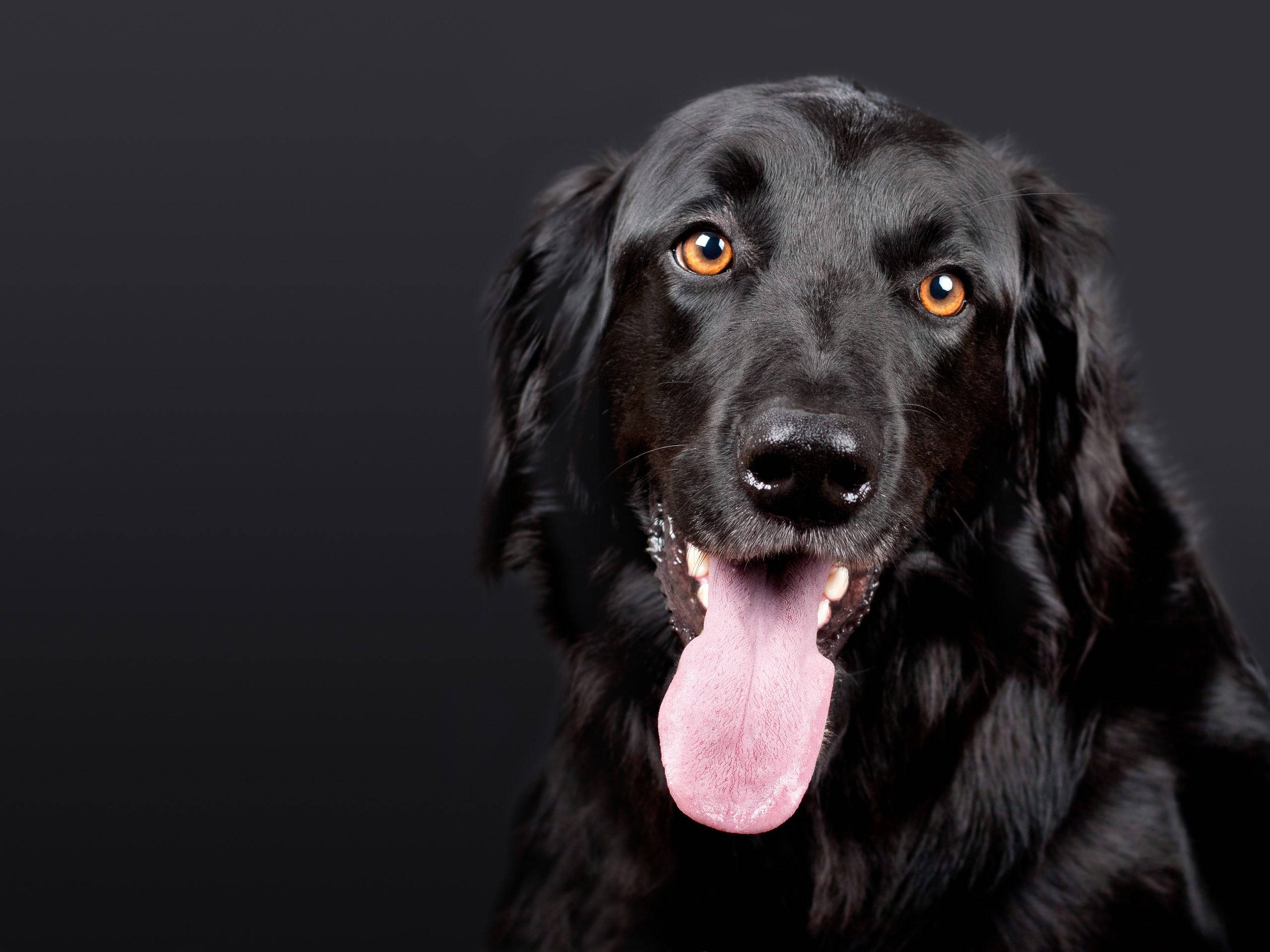 black dog, amber eyes, pink tongue, 2K Desktop Wallpaper