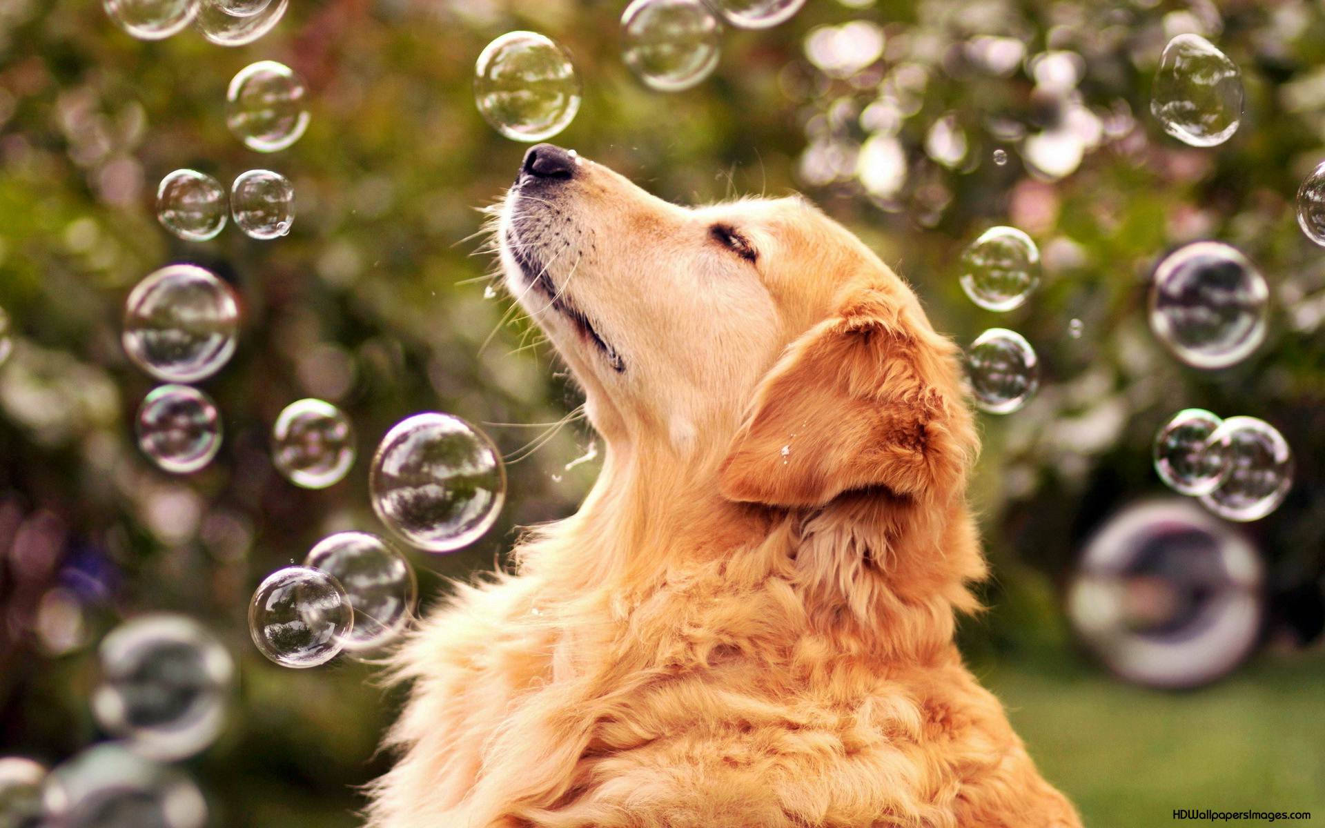 golden retriever, shimmering soap bubbles, soft green garden backdrop, Full HD Desktop Wallpaper
