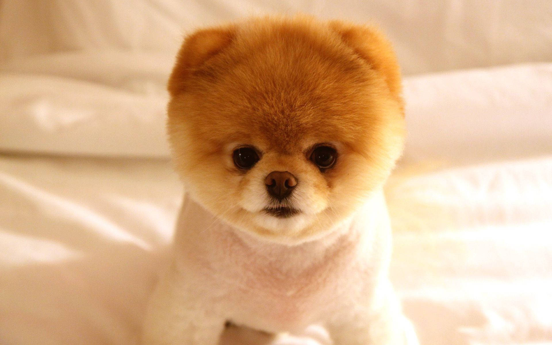 Pomeranian, fluffy fur, orange and white, Full HD Desktop Wallpaper