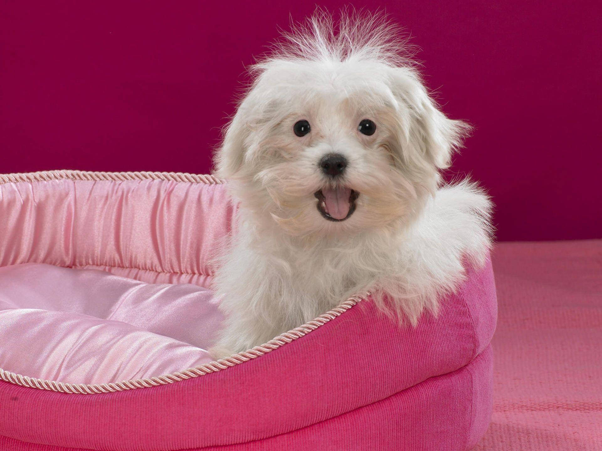 white fluffy dog, pink corduroy pet bed, magenta background, Full HD Desktop Wallpaper