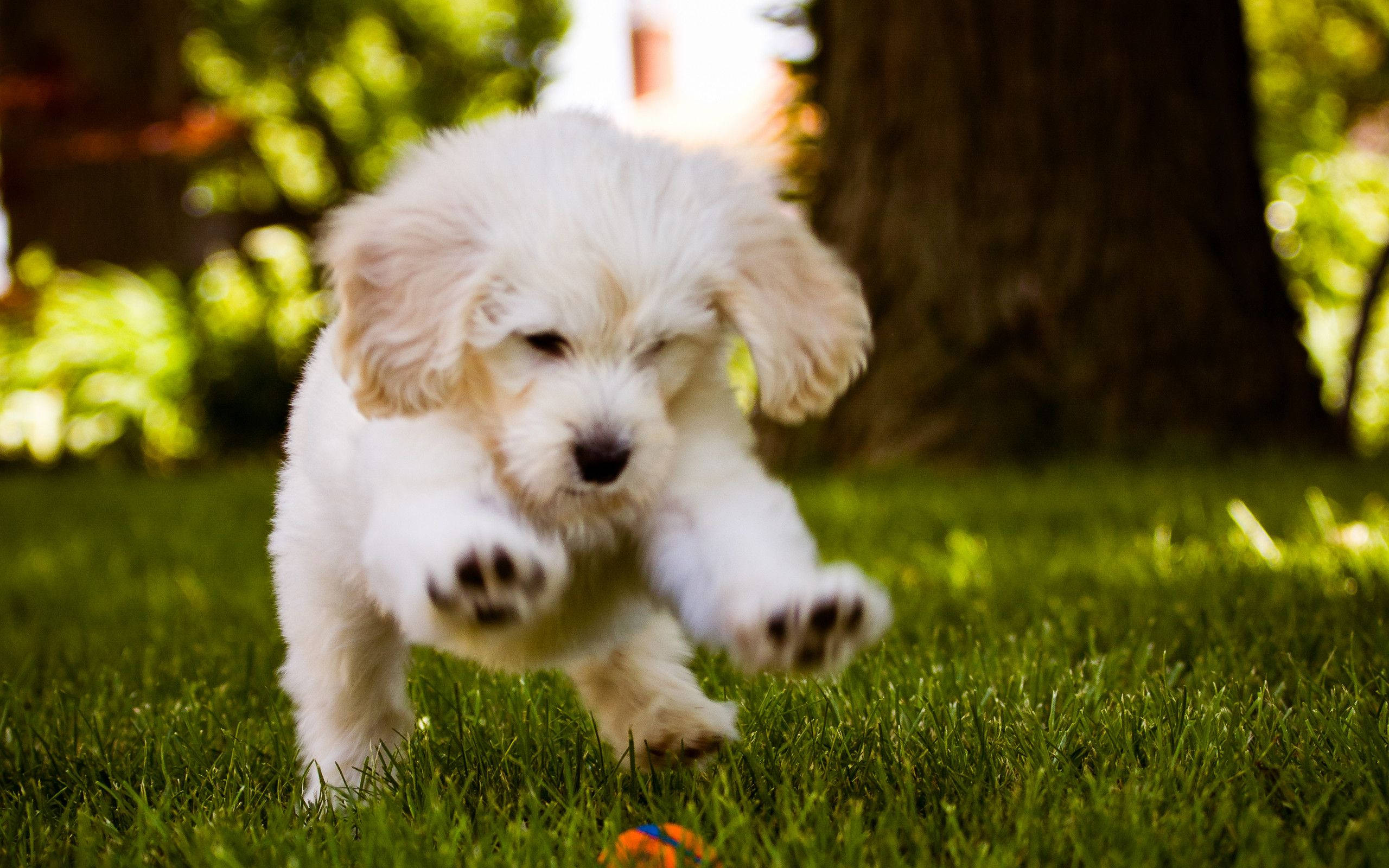 playful puppy, garden, vibrant green grass, 2K Desktop Wallpaper