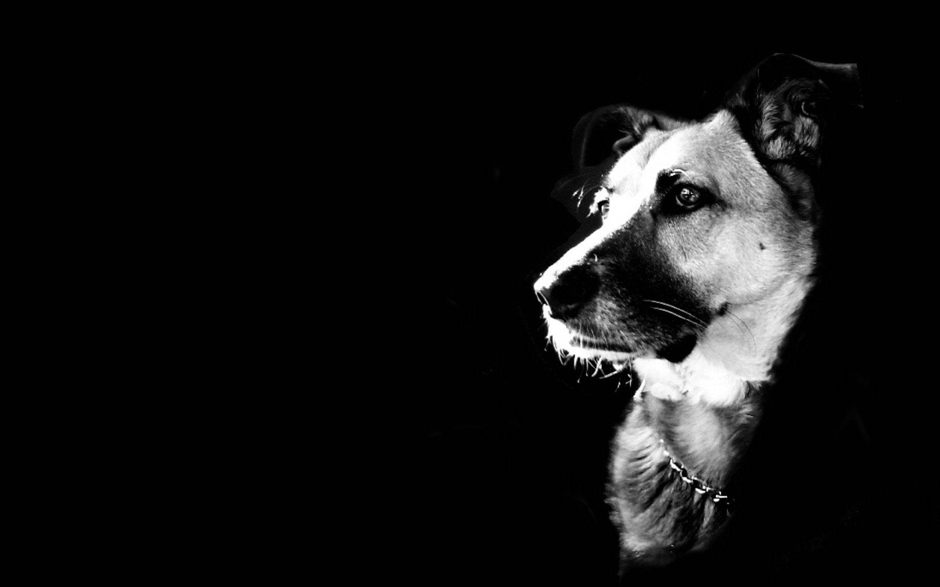 Majestic Caninein Contrast, black and white portrait, dog in profile, Full HD Desktop Wallpaper