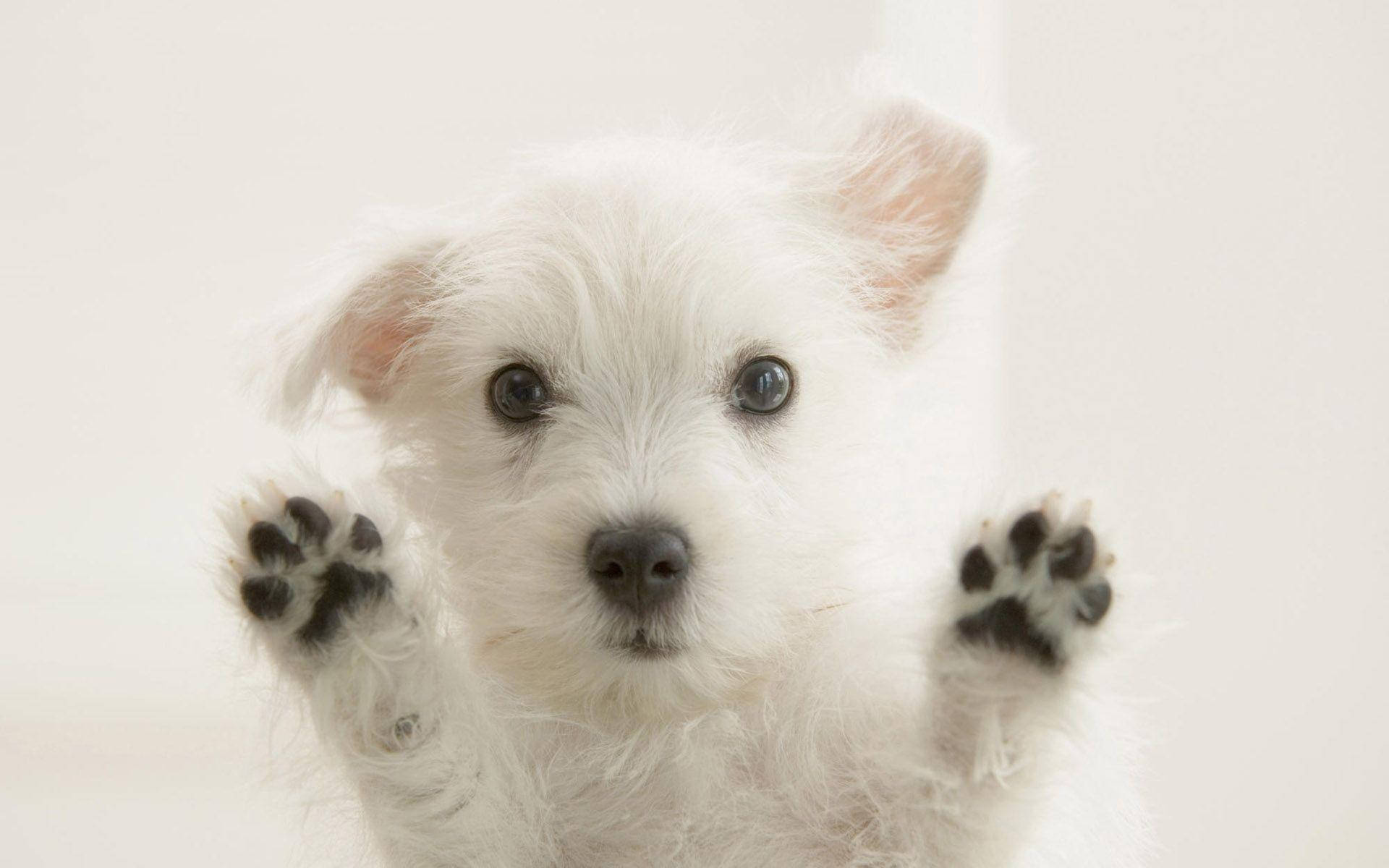 white puppy, dark eyes, paws raised, Full HD Desktop Wallpaper