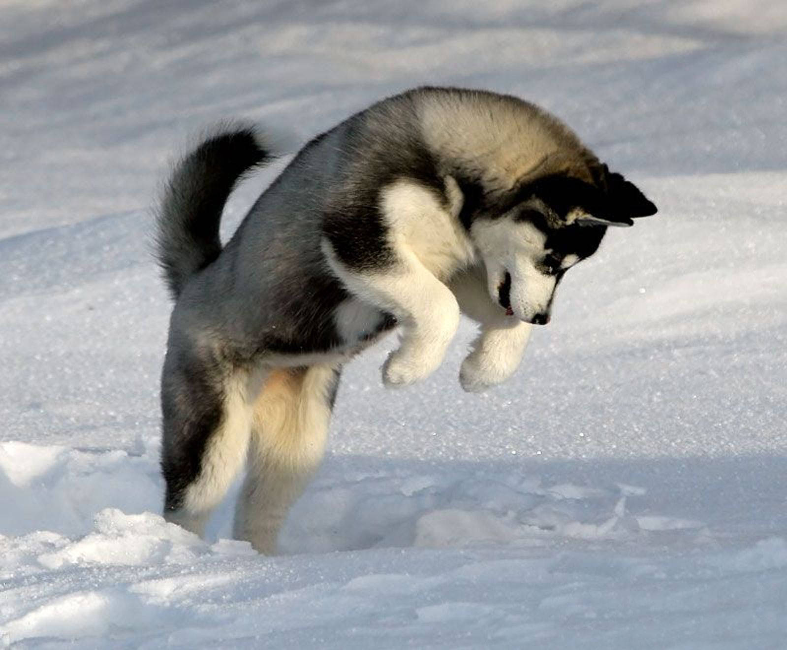 husky puppy, snow, sunlight, HD Desktop Wallpaper
