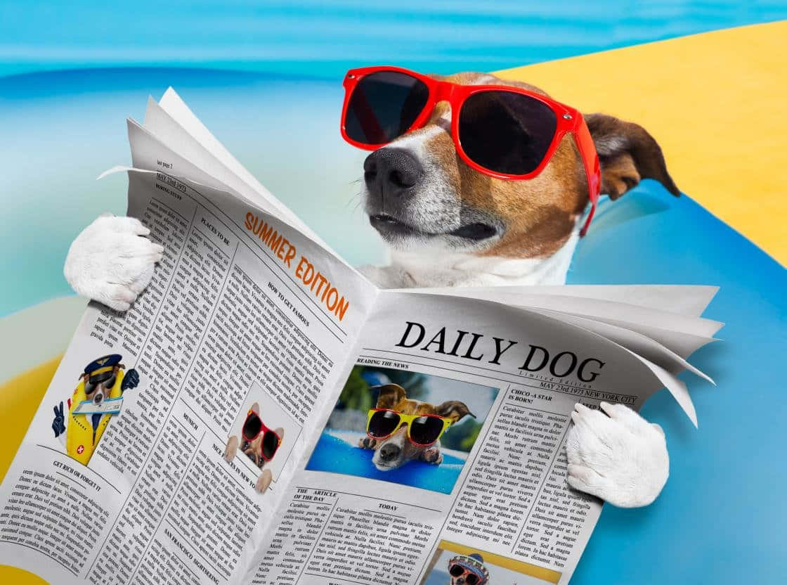 jack russell terrier, red sunglasses, Daily Dog, SD Desktop Wallpaper