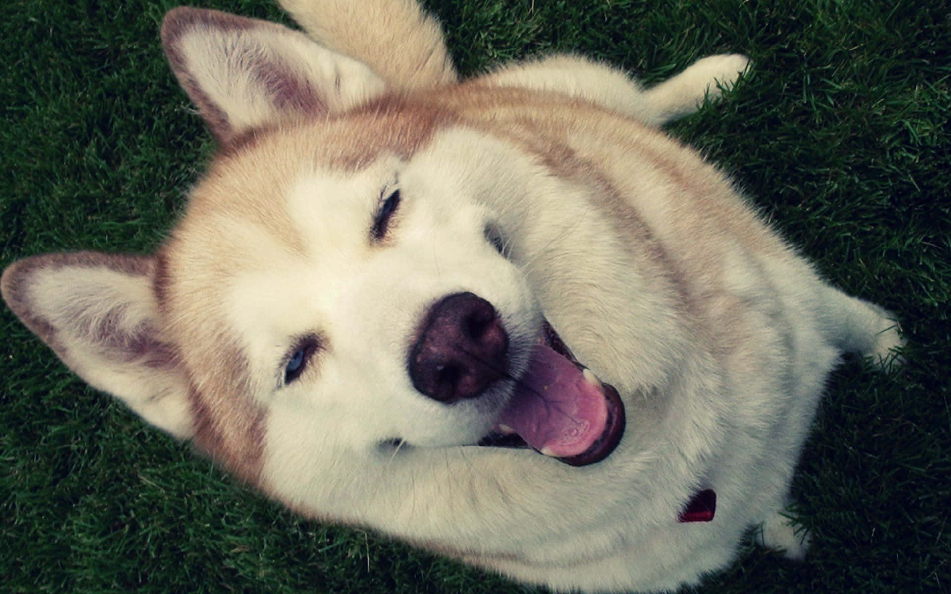 husky, green grass, tongue out, Full HD Desktop Wallpaper