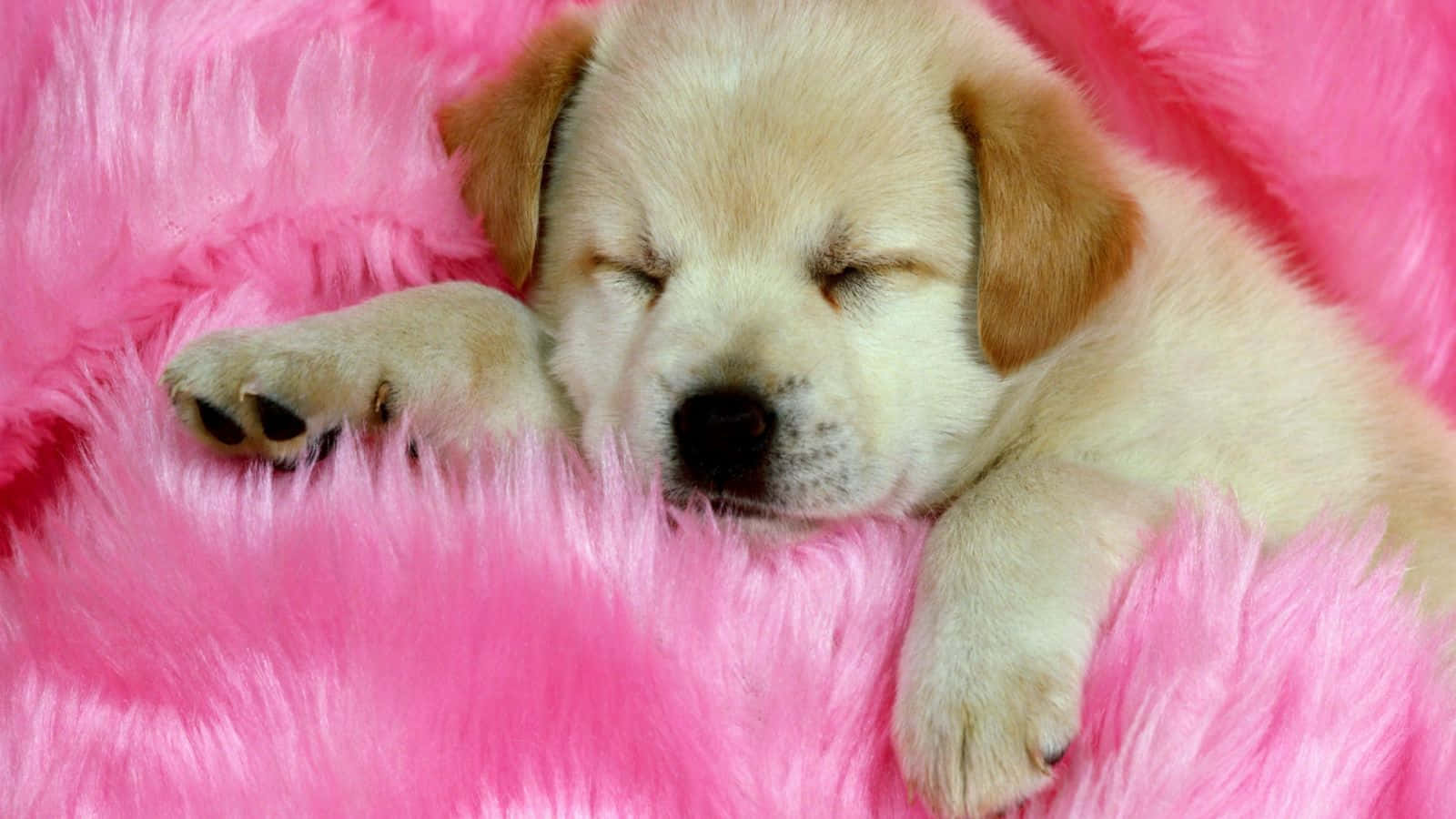 puppy dog, light brown, fluffy bright pink blanket, HD Desktop Wallpaper