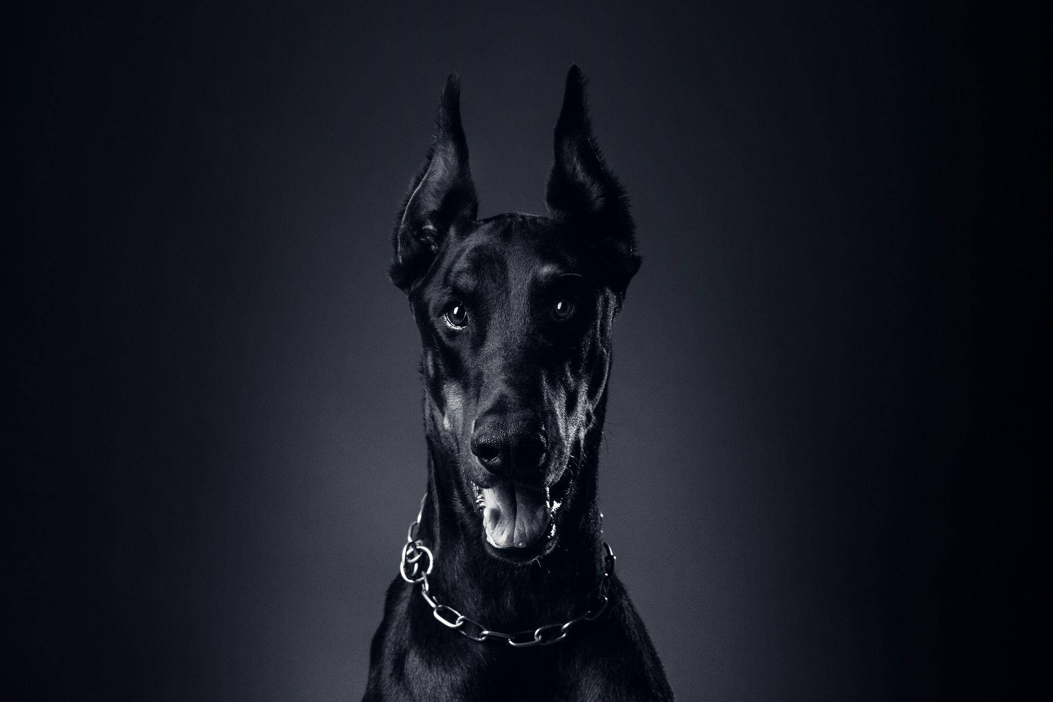 black Doberman Pinscher, erect ears, chain collar, Full HD Desktop Wallpaper