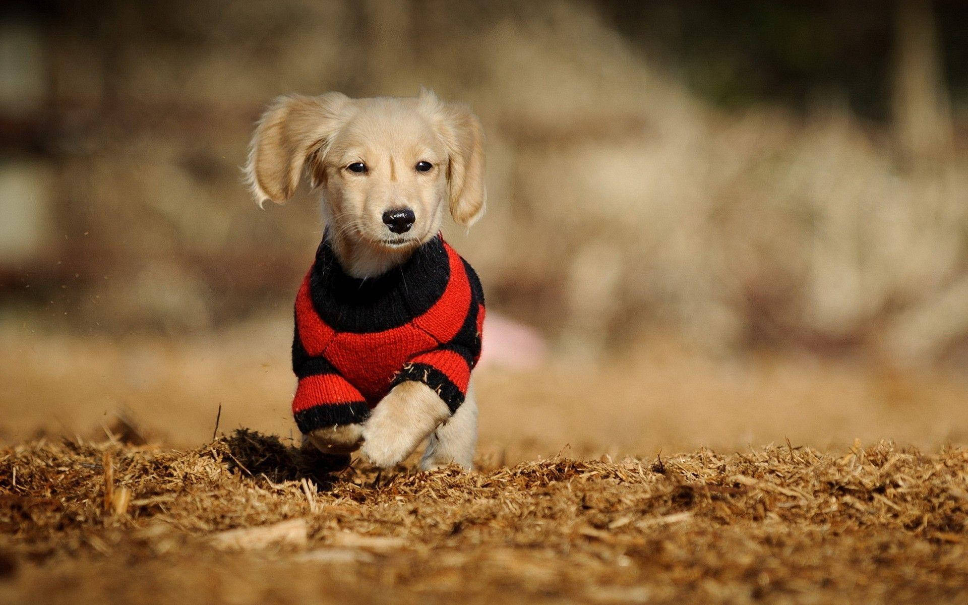 puppyin, striped sweater, red and black striped sweater, Full HD Desktop Wallpaper