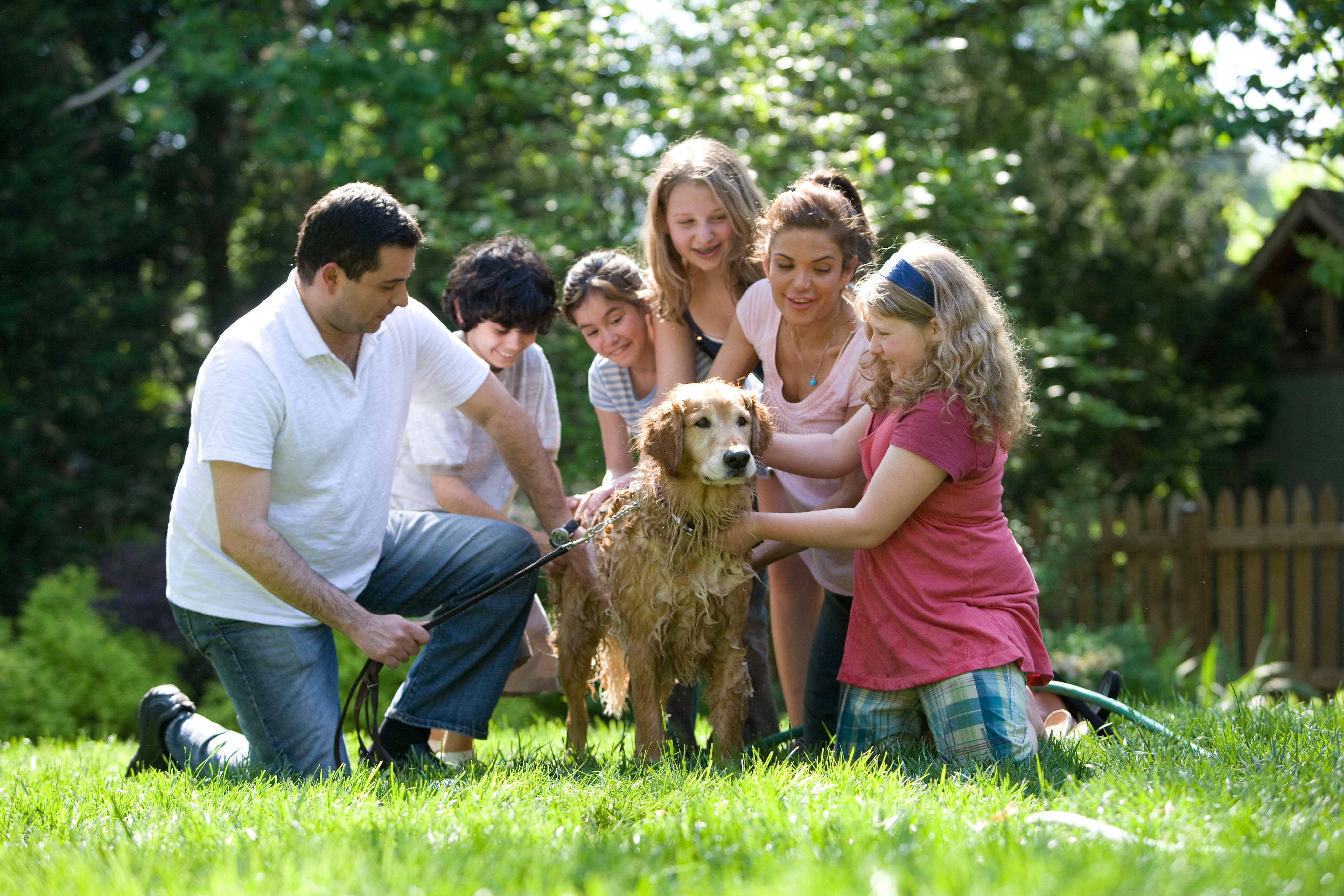 golden retriever, garden hose, sunlit garden, 4K Desktop Wallpaper