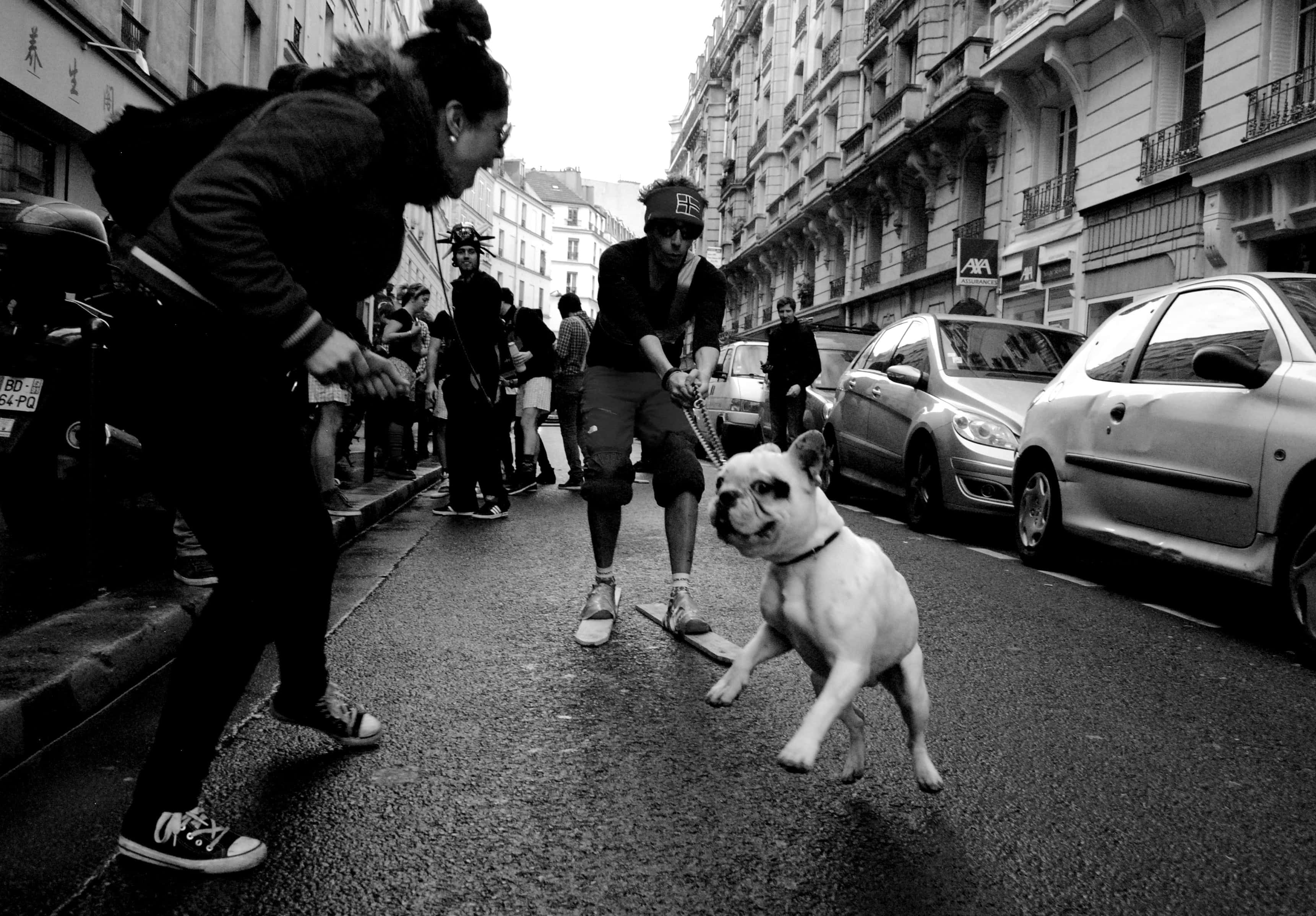 French bulldog, city sidewalk, black and white street scene, 2K Desktop Wallpaper