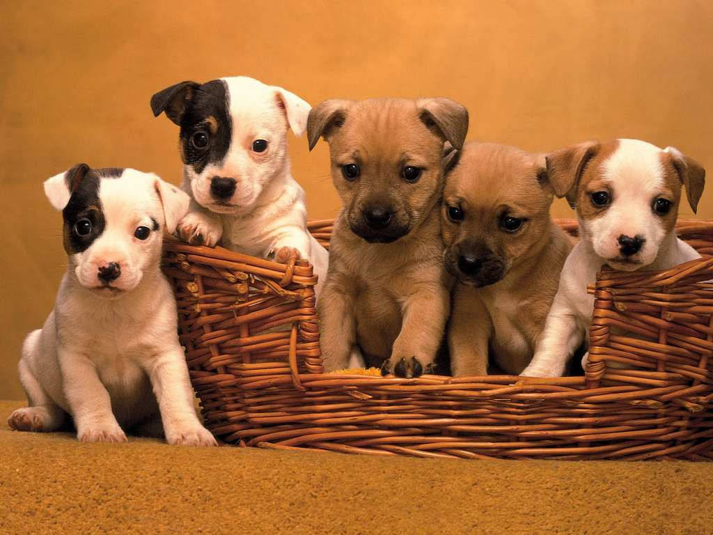 cute dog family basket, wicker basket, black and white, SD Desktop Wallpaper