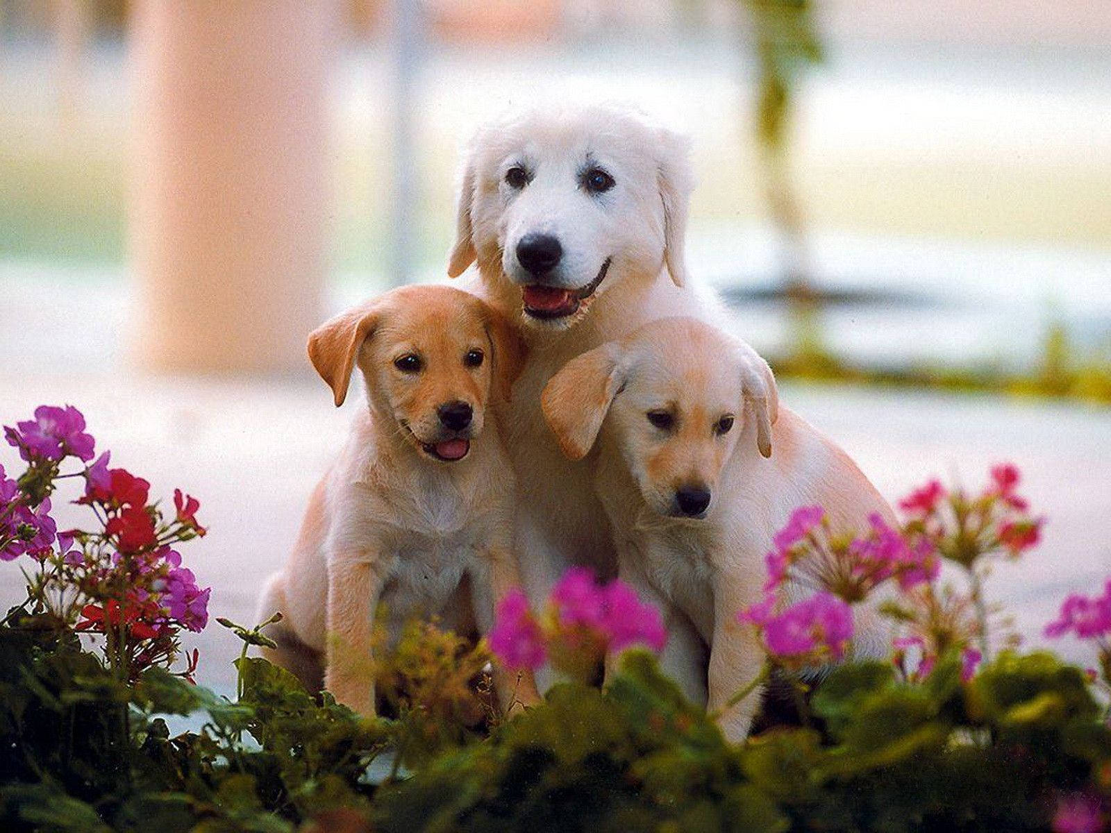 cute dog flowering family, puppies, fluffy coats, HD Desktop Wallpaper