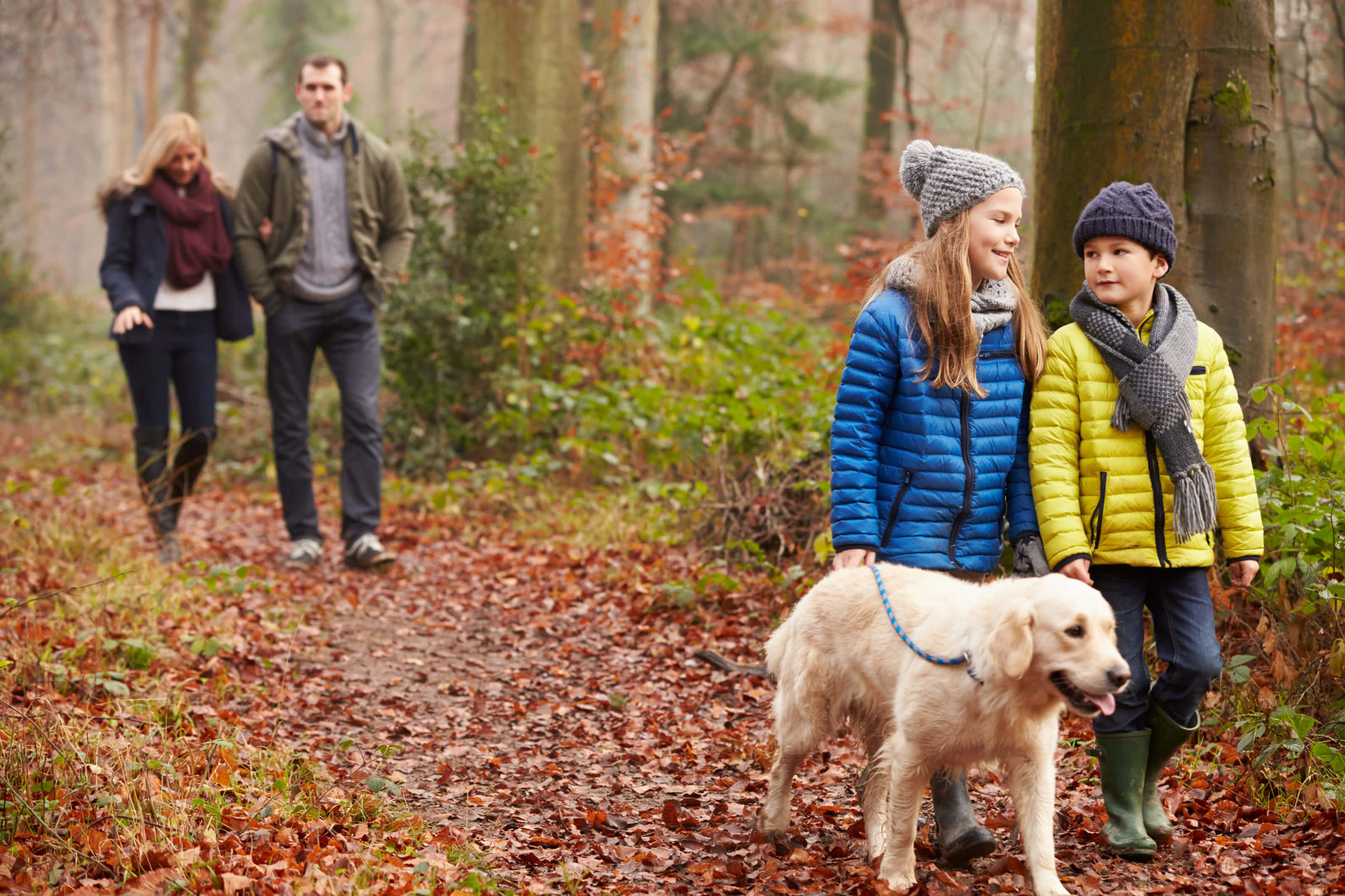 golden retriever, children, forest trail, 2K Desktop Wallpaper