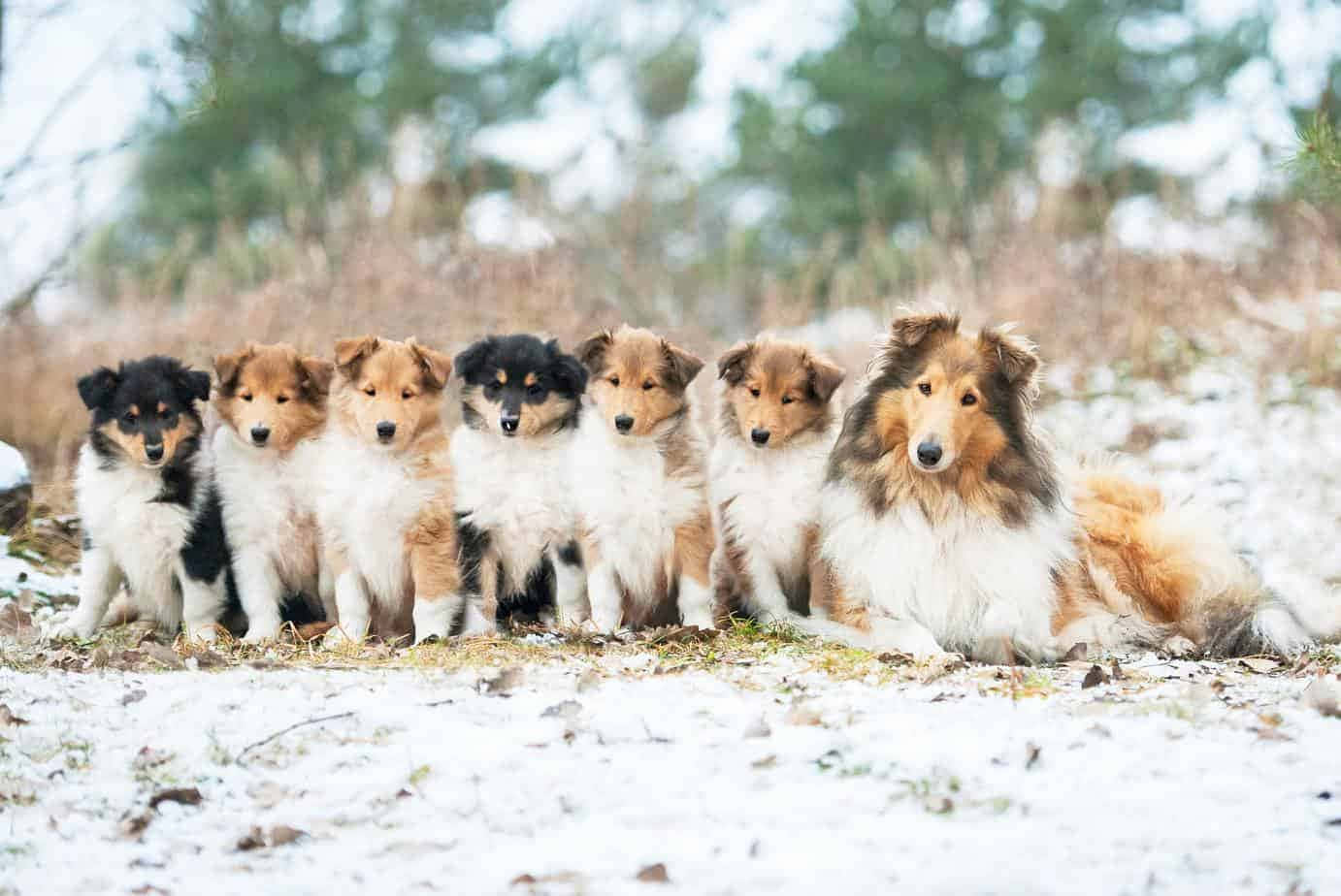 Shetland sheepdogs, fluffy, snowy ground, HD Desktop Wallpaper